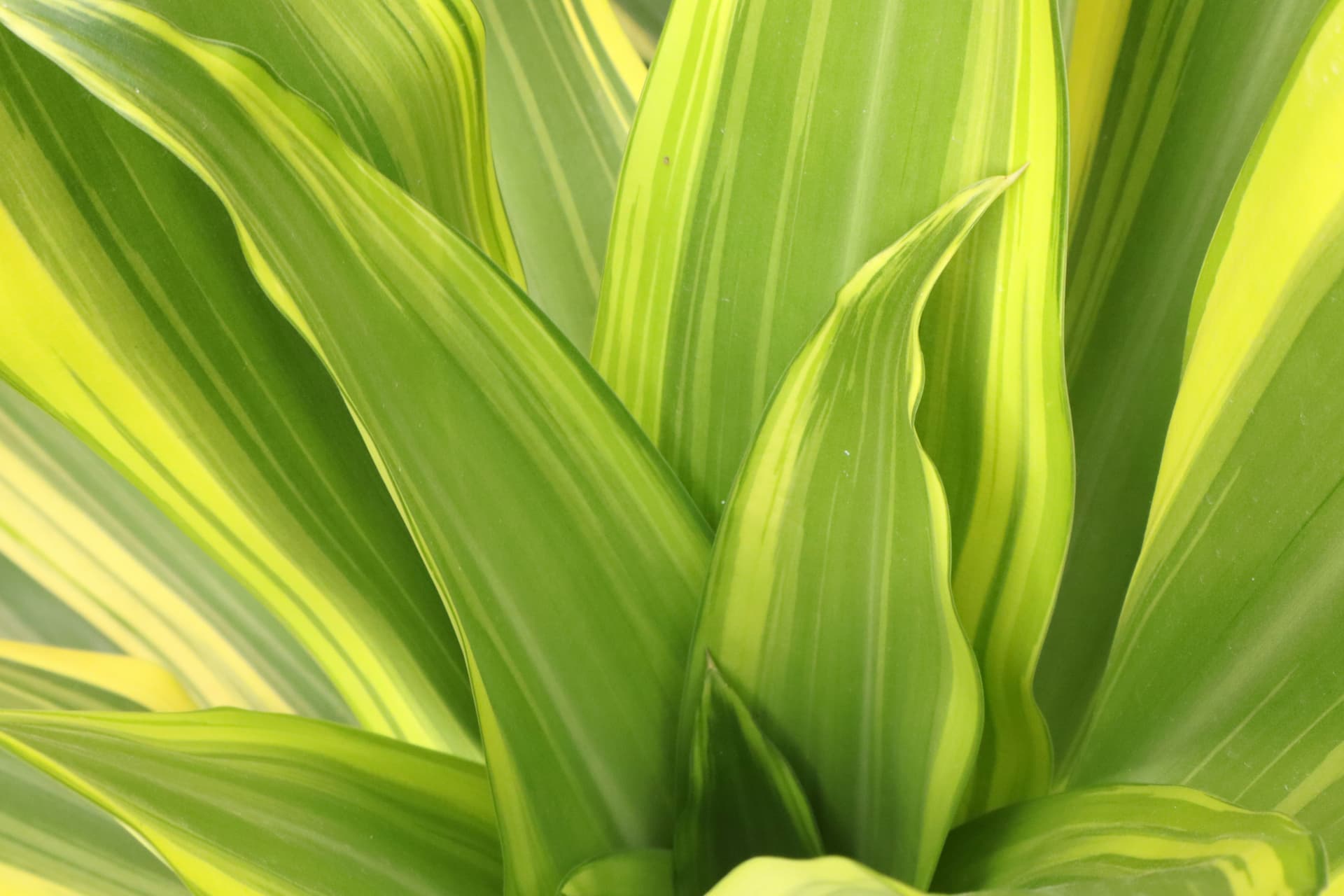 Dracena 'Lemon Lime' (Dracaena fragrans 'Lemon Lime') — Rośliny zielone najwyższej jakości od Verdory, zdjęcie 3
