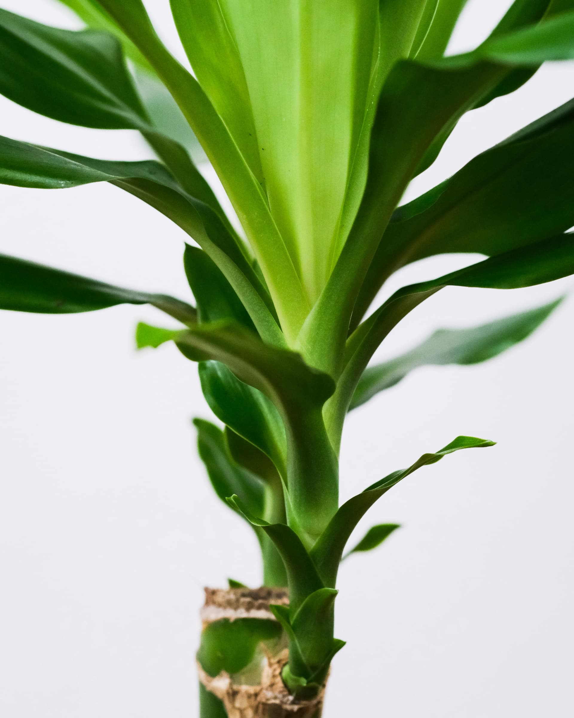 Dracena 'Lemon Lime' (Dracaena fragrans 'Lemon Lime') — Rośliny zielone najwyższej jakości od Verdory, zdjęcie 2