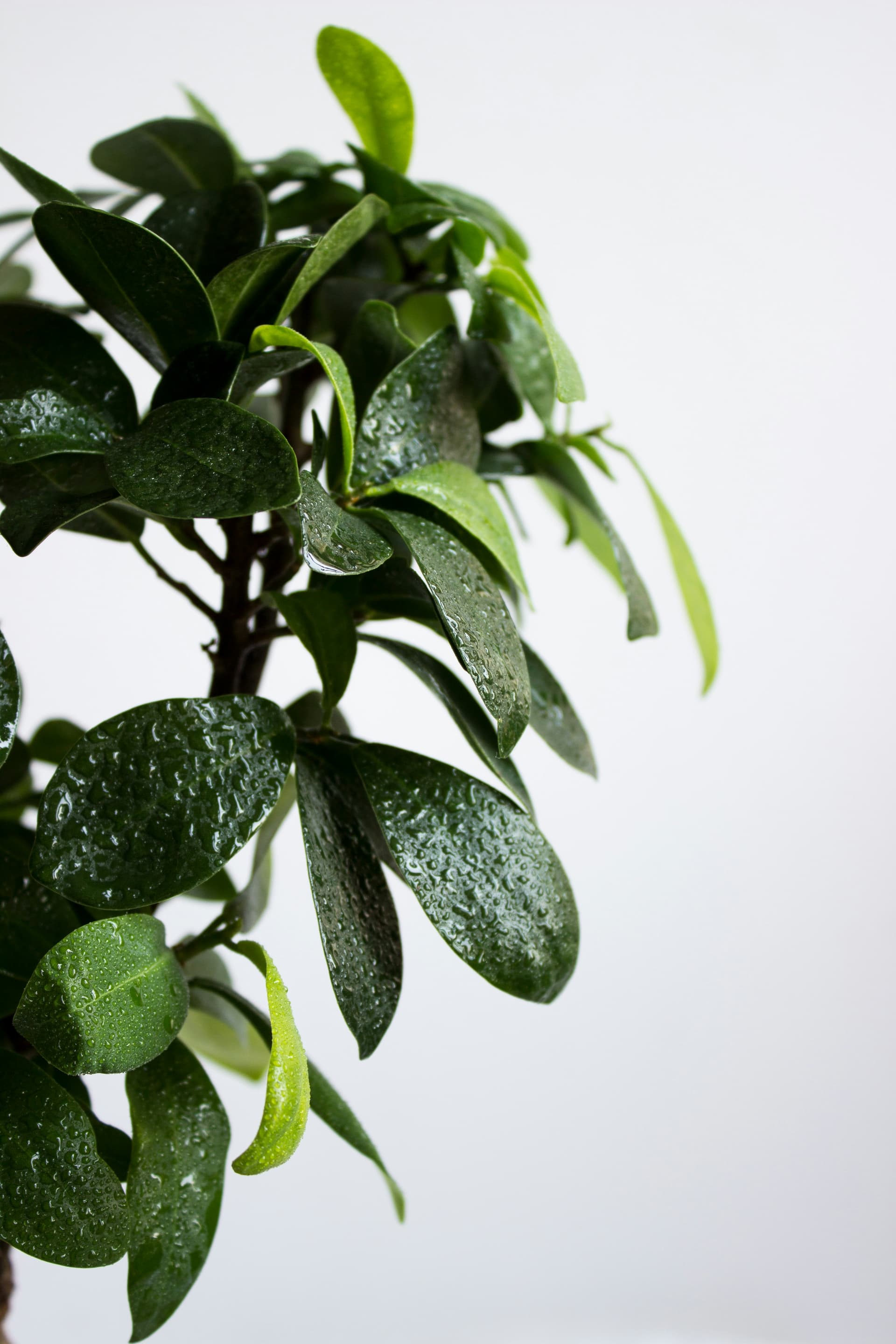 Figowiec benjamina 'Natasja' (Ficus benjamina 'Natasja') — Figowce najwyższej jakości od Verdory, zdjęcie 2