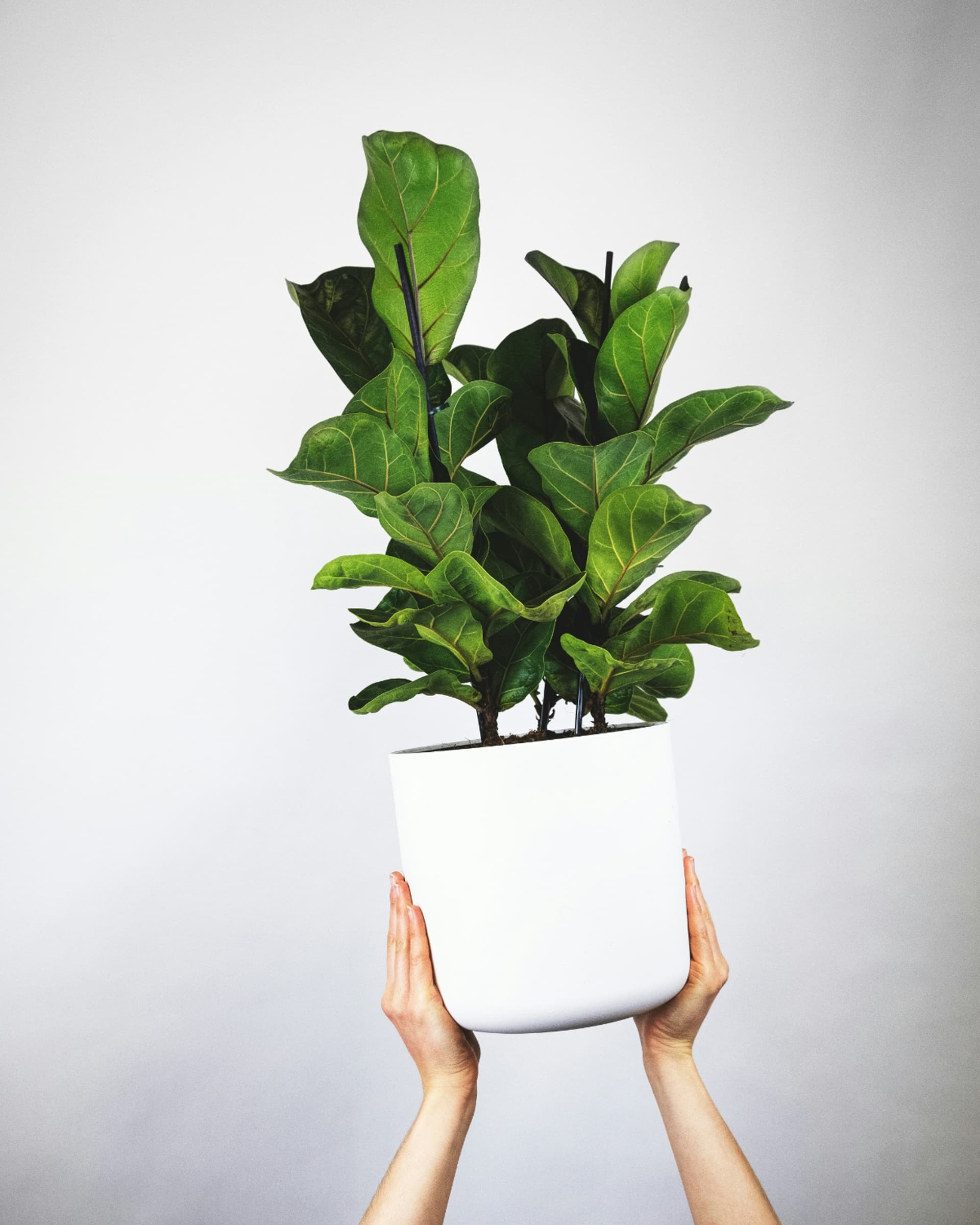 Figowiec dębolistny (Ficus lyrata) — Figowce najwyższej jakości od Verdory, zdjęcie 1
