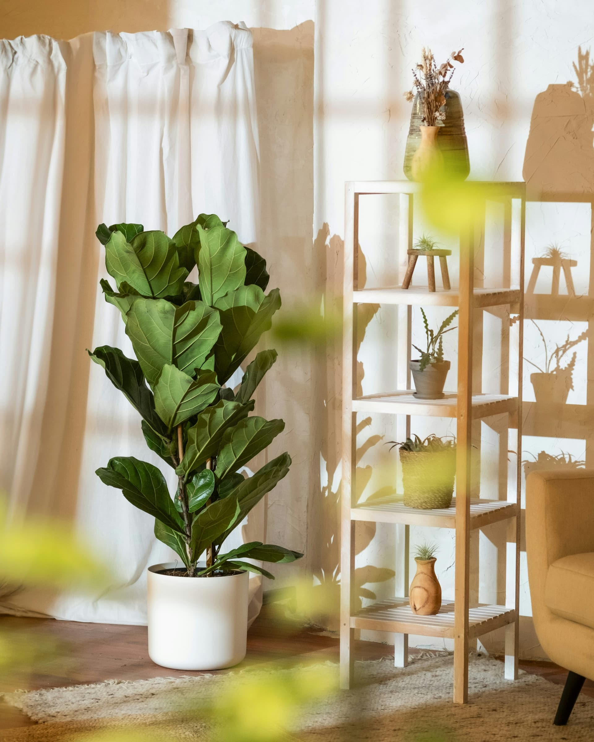 Figowiec dębolistny (Ficus lyrata) — Figowce najwyższej jakości od Verdory, zdjęcie 2