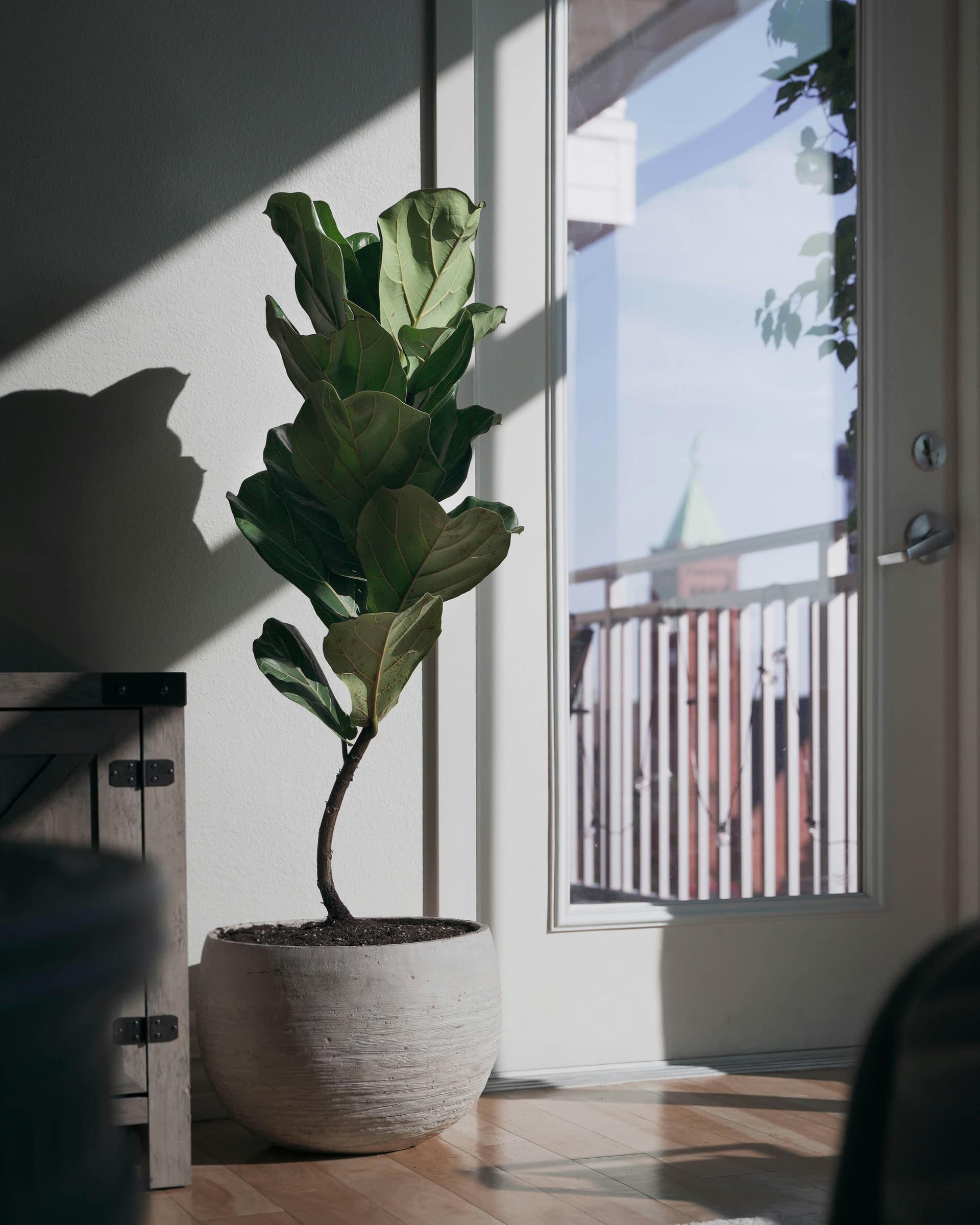 Figowiec dębolistny (Ficus lyrata) — Figowce najwyższej jakości od Verdory, zdjęcie 3