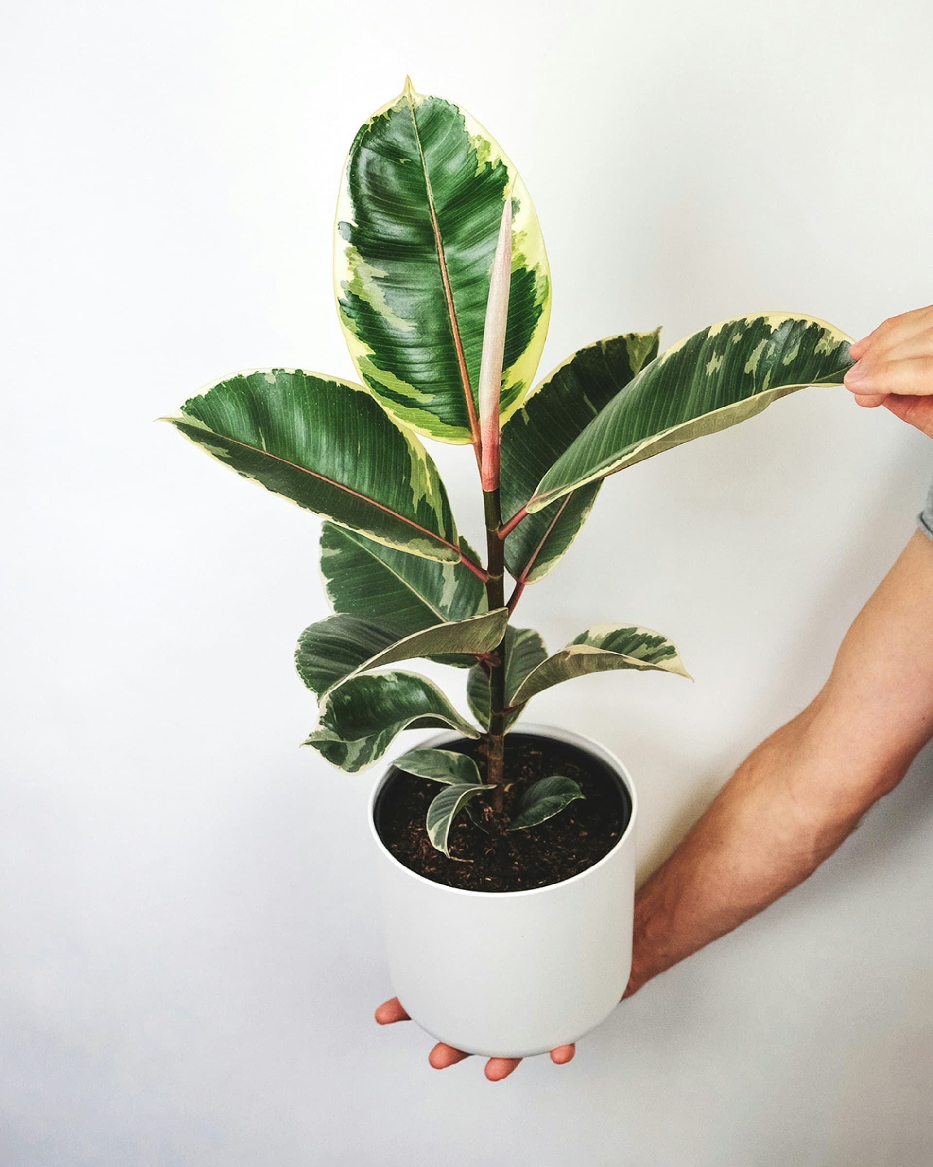 Figowiec sprężysty 'Robusta' (Ficus elastica 'Robusta') — Figowce najwyższej jakości od Verdory, zdjęcie 3