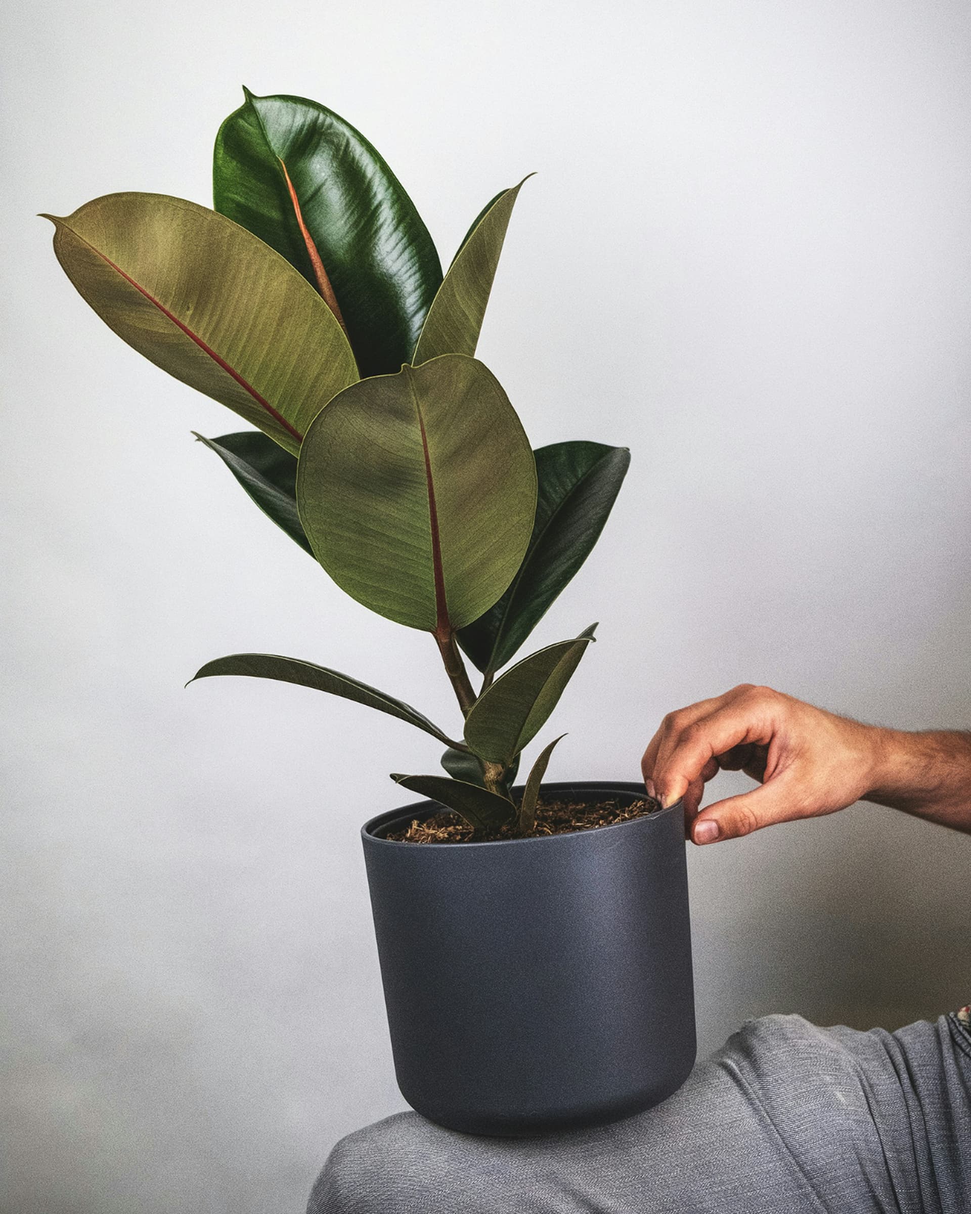 Figowiec sprężysty 'Robusta' (Ficus elastica 'Robusta') — Figowce najwyższej jakości od Verdory, zdjęcie 2