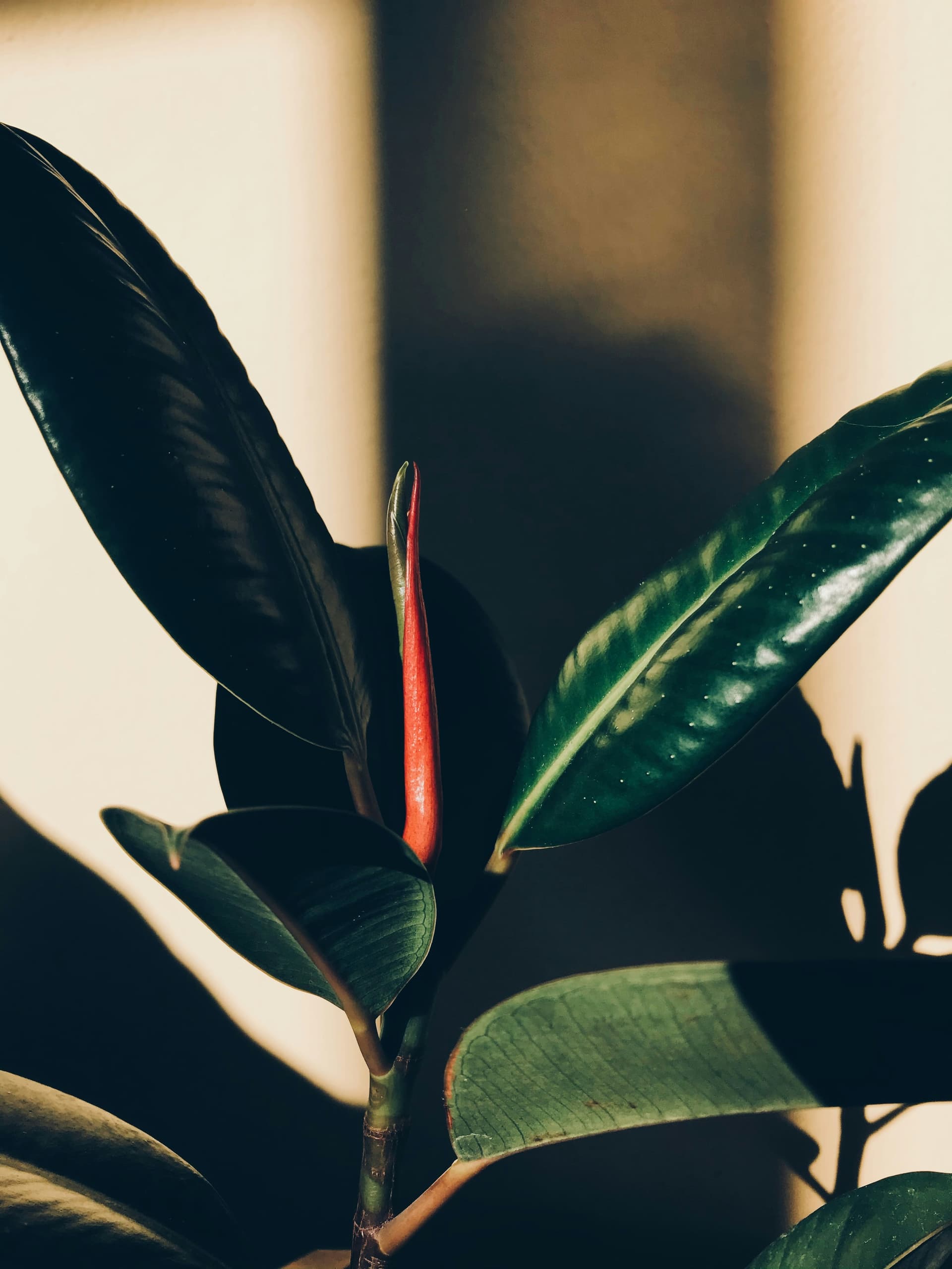 Figowiec sprężysty 'Robusta' (Ficus elastica 'Robusta') — Figowce najwyższej jakości od Verdory, zdjęcie 4