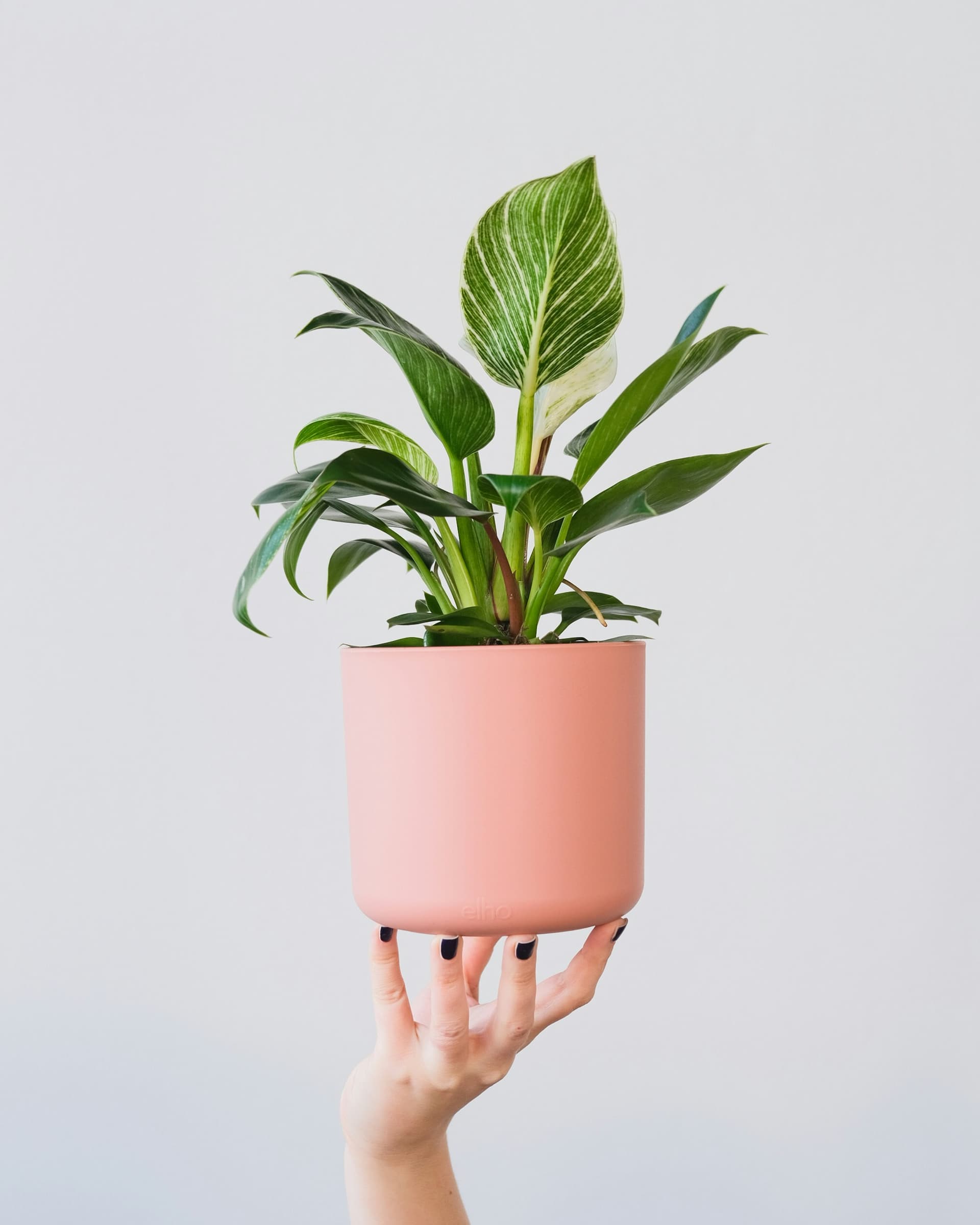 Filodendron 'Birkin' (Philodendron 'Birkin') — Rośliny zielone najwyższej jakości od Verdory, zdjęcie 1