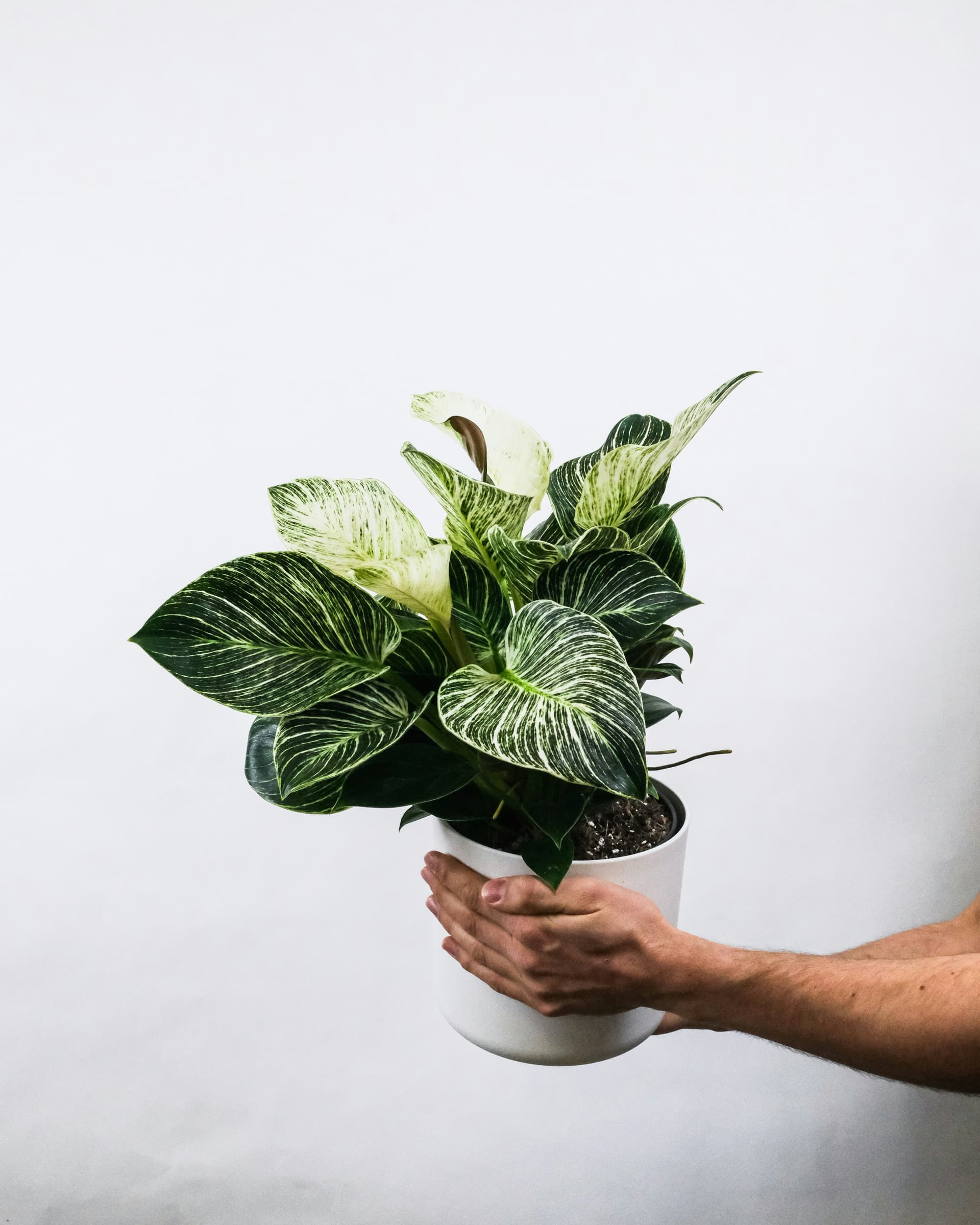 Filodendron 'Birkin' (Philodendron 'Birkin') — Rośliny zielone najwyższej jakości od Verdory, zdjęcie 2