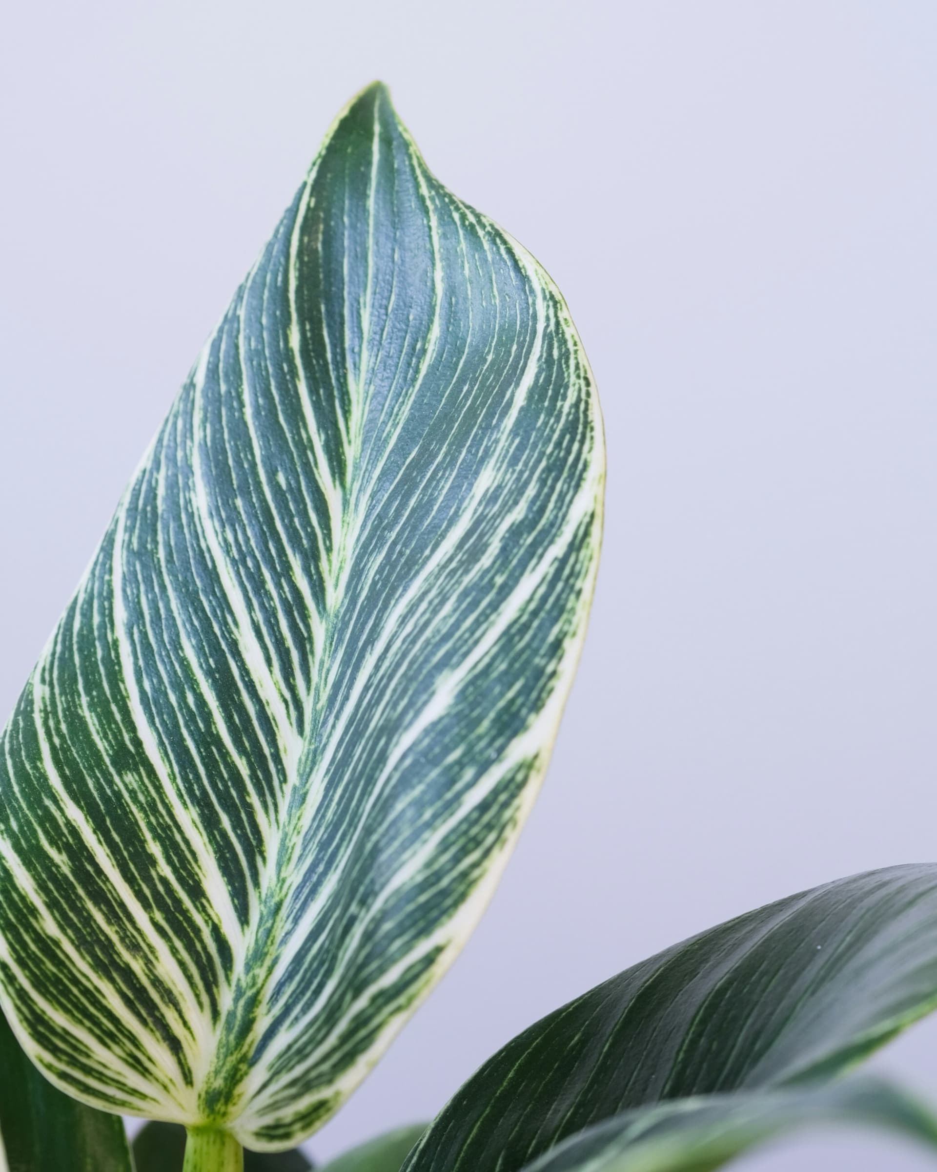 Filodendron 'Birkin' (Philodendron 'Birkin') — Rośliny zielone najwyższej jakości od Verdory, zdjęcie 3