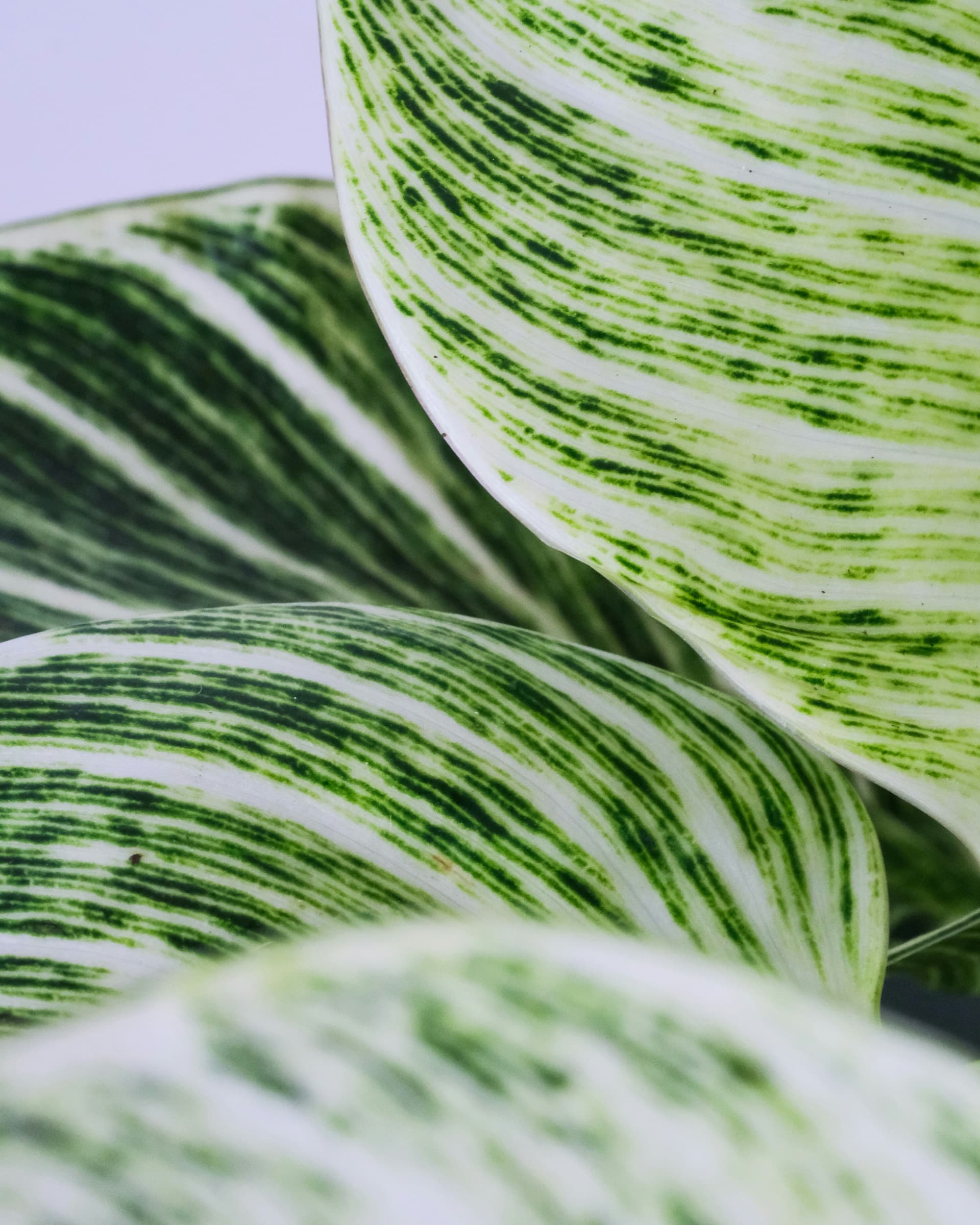 Filodendron 'Birkin' (Philodendron 'Birkin') — Rośliny zielone najwyższej jakości od Verdory, zdjęcie 4