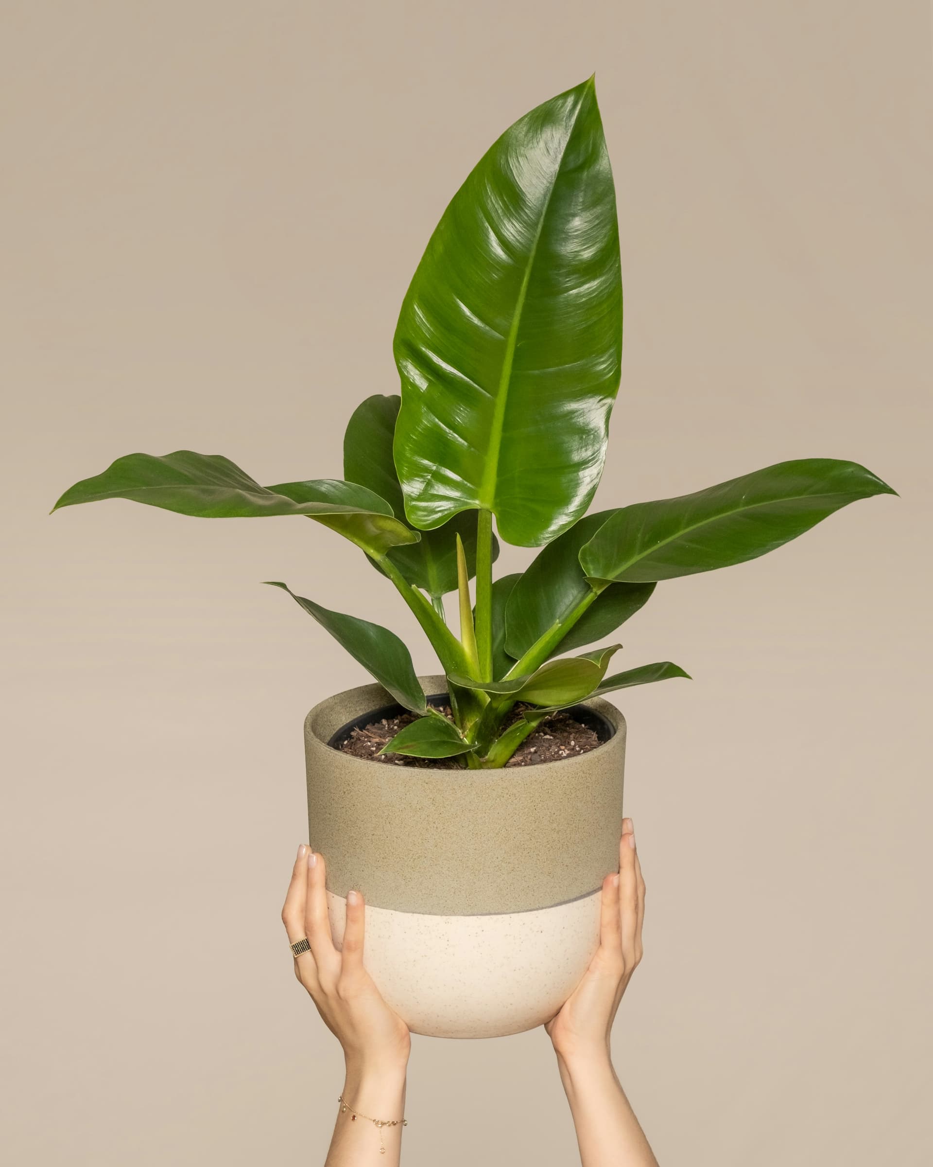 Filodendron 'Imperial Green' (Philodendron 'Imperial Green') — Rośliny zielone najwyższej jakości od Verdory, zdjęcie 1