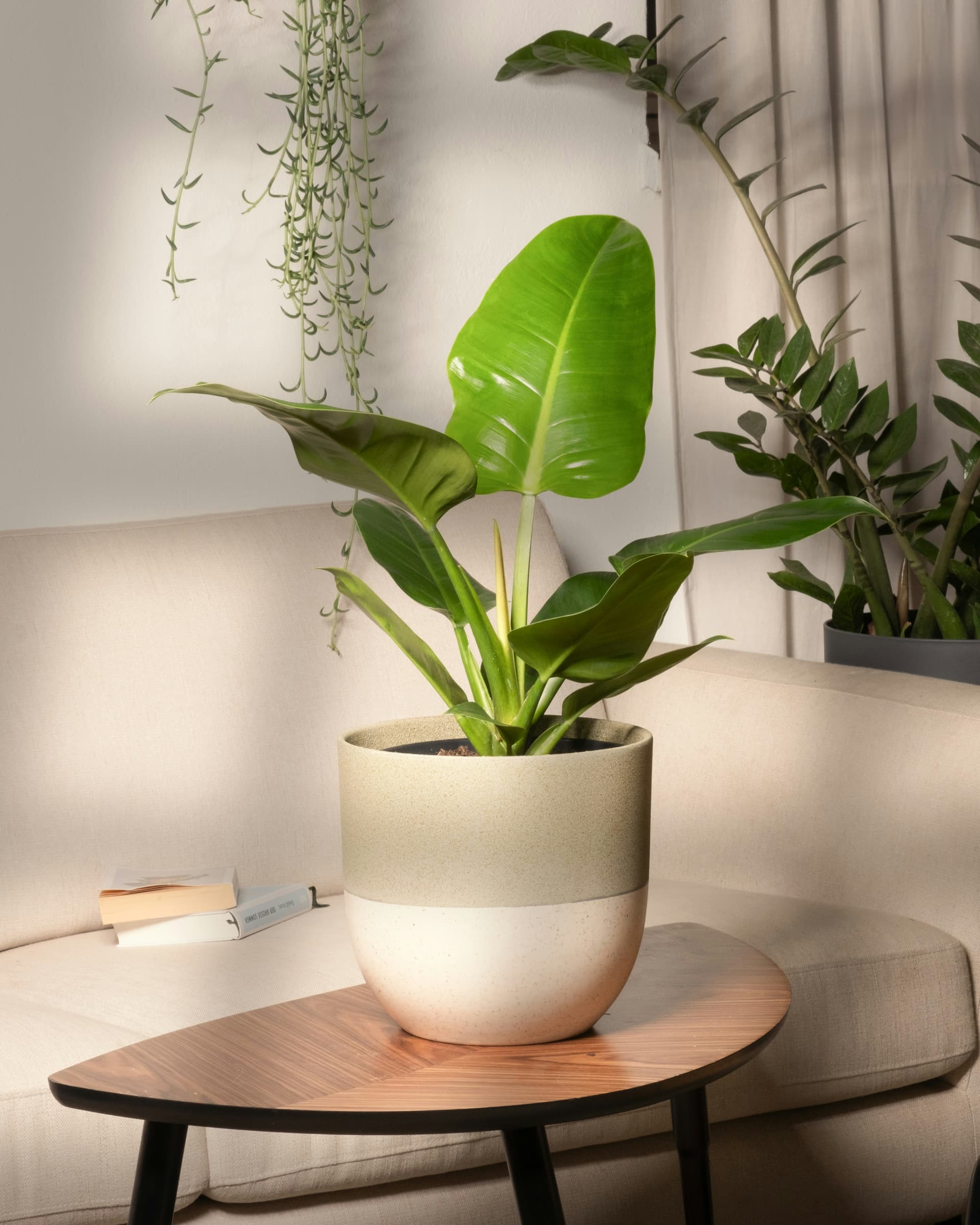 Filodendron 'Imperial Green' (Philodendron 'Imperial Green') — Rośliny zielone najwyższej jakości od Verdory, zdjęcie 2