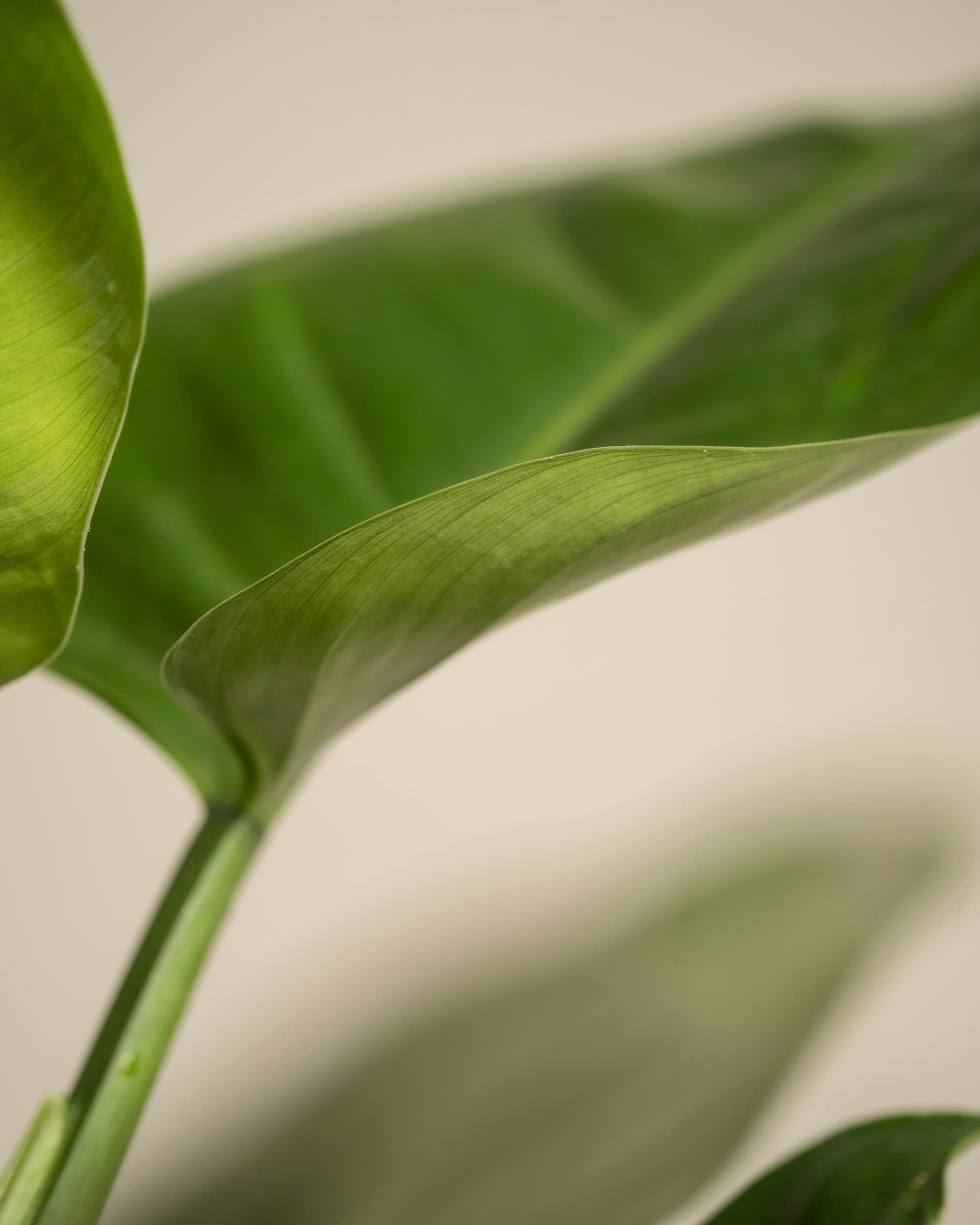 Filodendron 'Imperial Green' (Philodendron 'Imperial Green') — Rośliny zielone najwyższej jakości od Verdory, zdjęcie 3