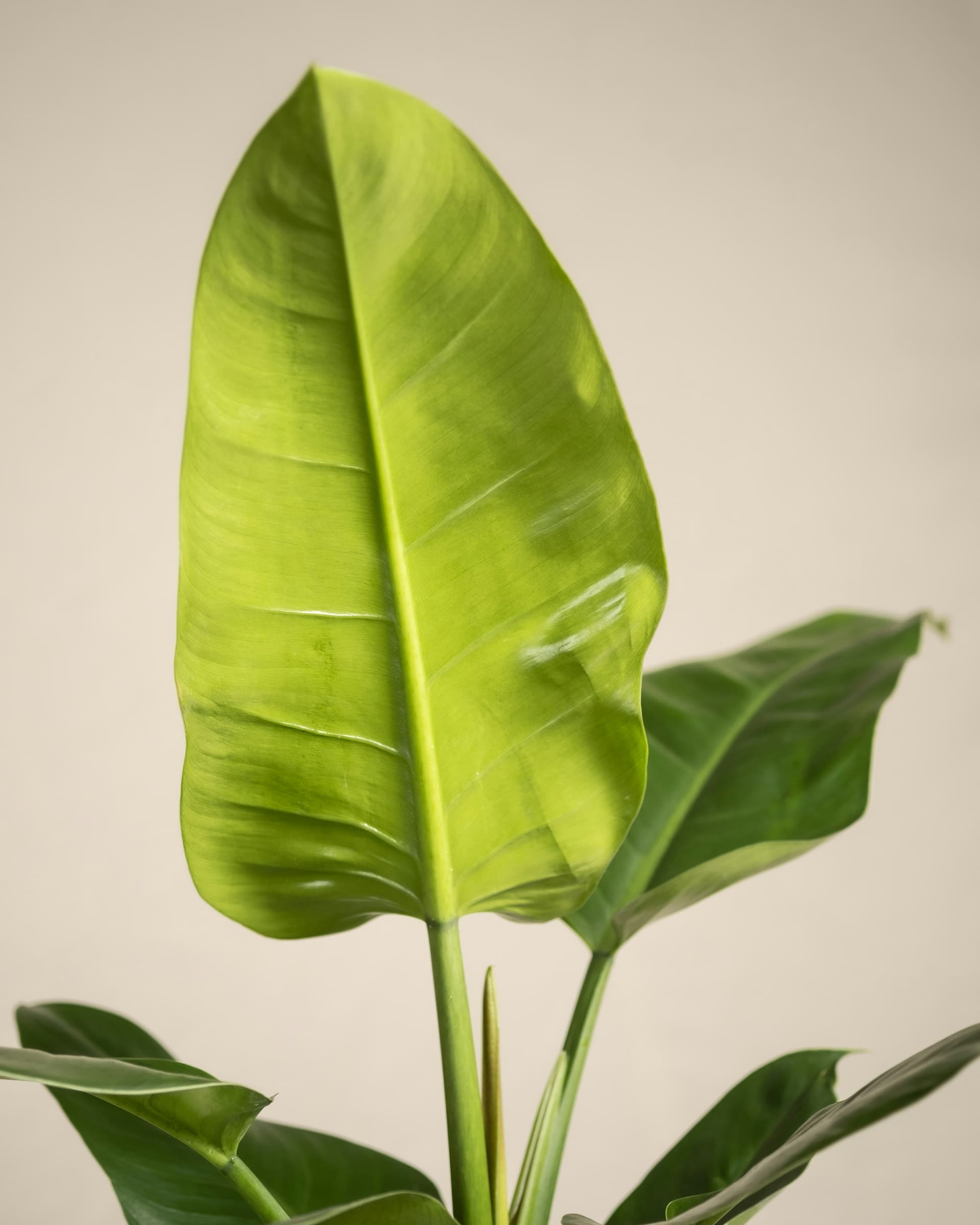 Filodendron 'Imperial Green' (Philodendron 'Imperial Green') — Rośliny zielone najwyższej jakości od Verdory, zdjęcie 4