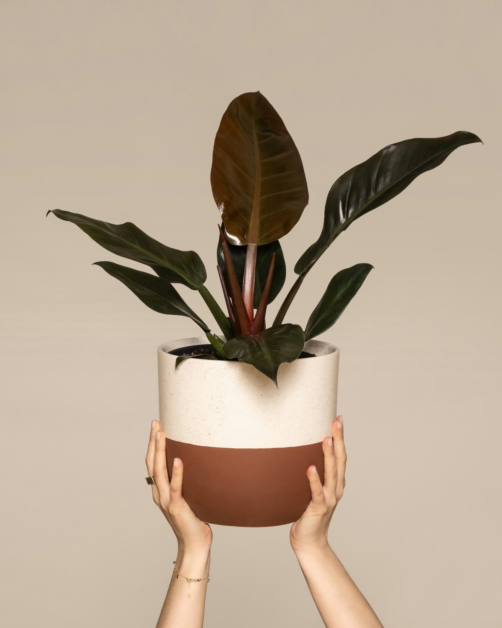 Filodendron 'Imperial Red' (Philodendron 'Imperial Red') — Rośliny zielone najwyższej jakości od Verdory, zdjęcie 1