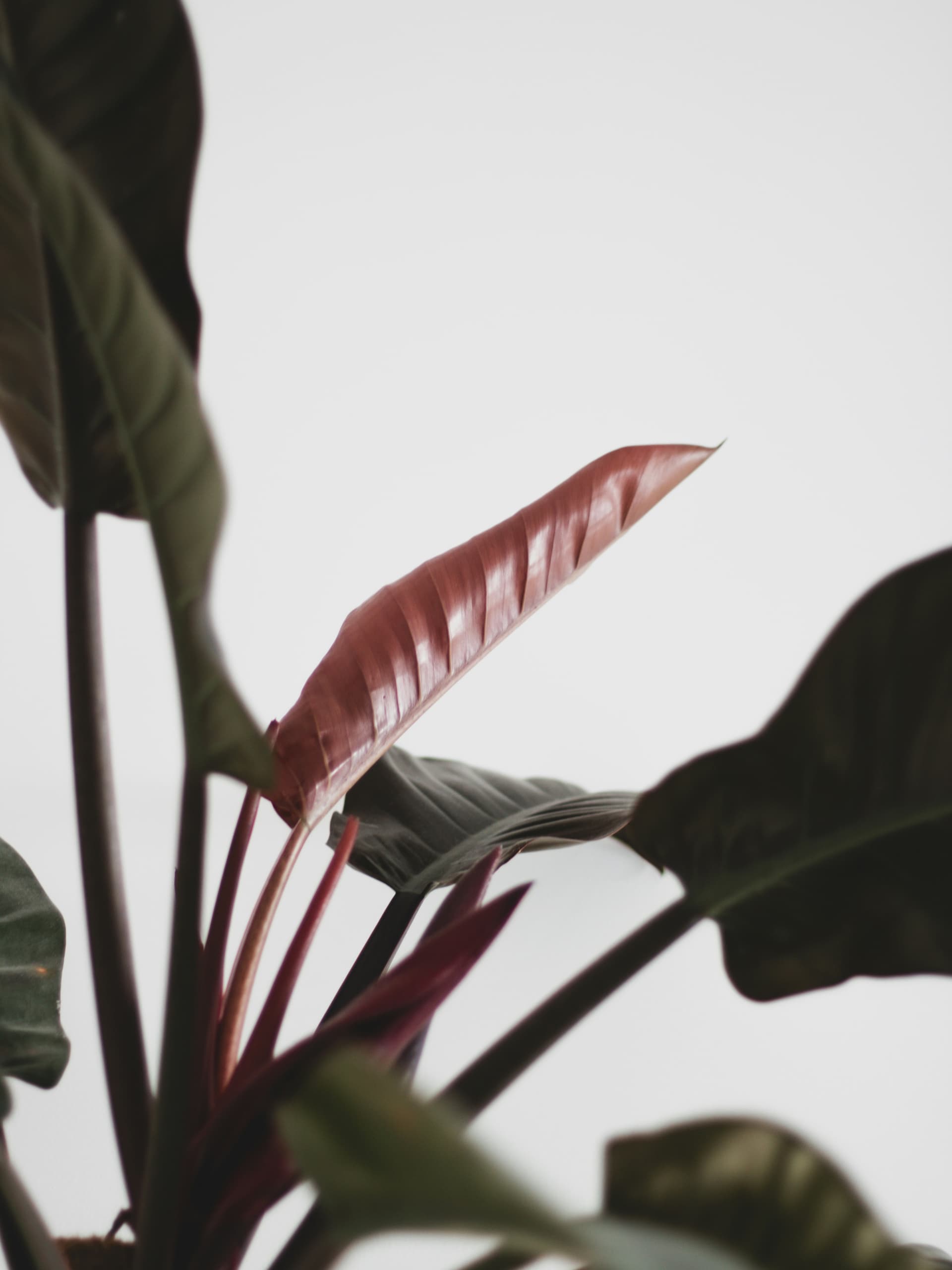 Filodendron 'Imperial Red' (Philodendron 'Imperial Red') — Rośliny zielone najwyższej jakości od Verdory, zdjęcie 3