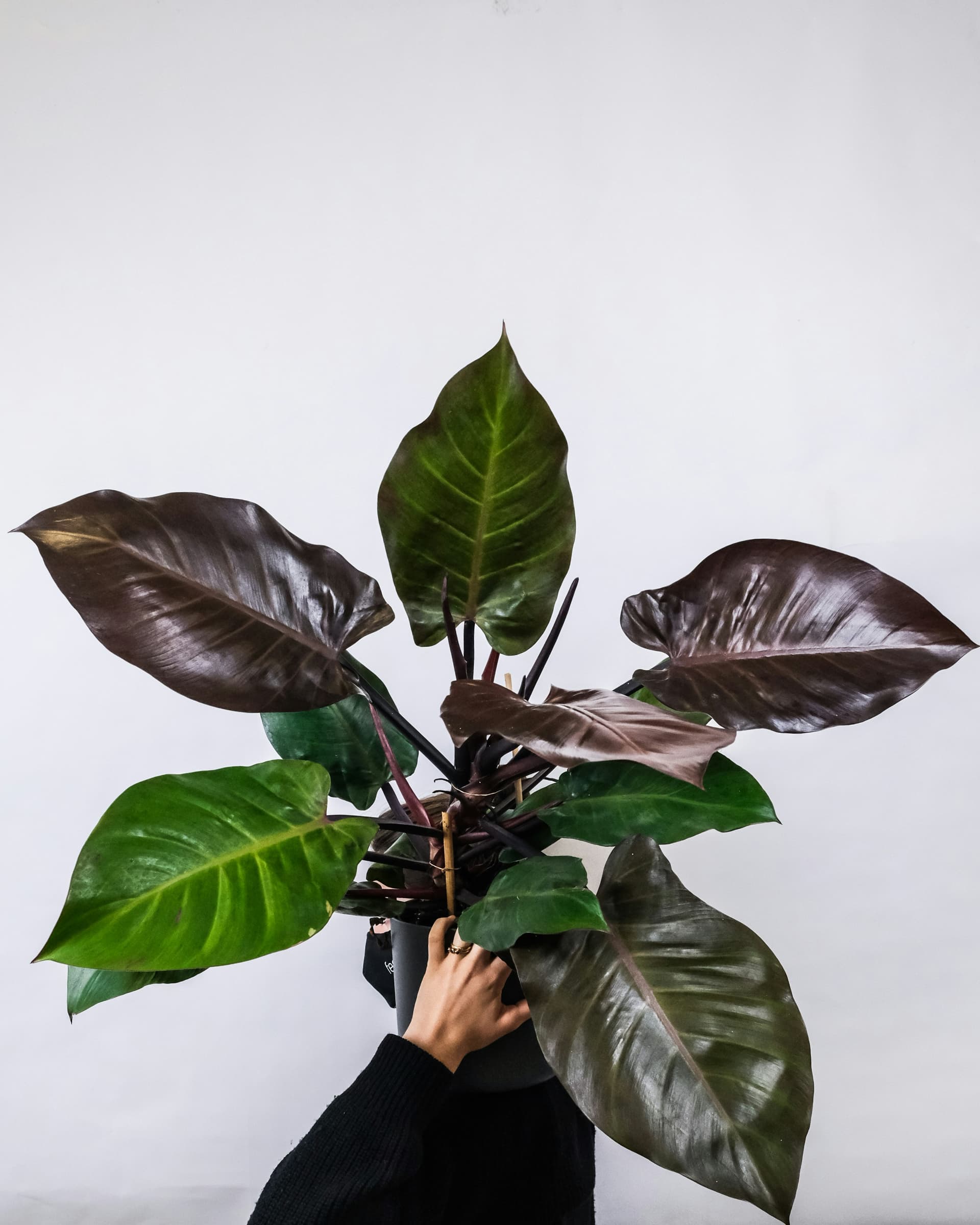 Filodendron 'Imperial Red' (Philodendron 'Imperial Red') — Rośliny zielone najwyższej jakości od Verdory, zdjęcie 2