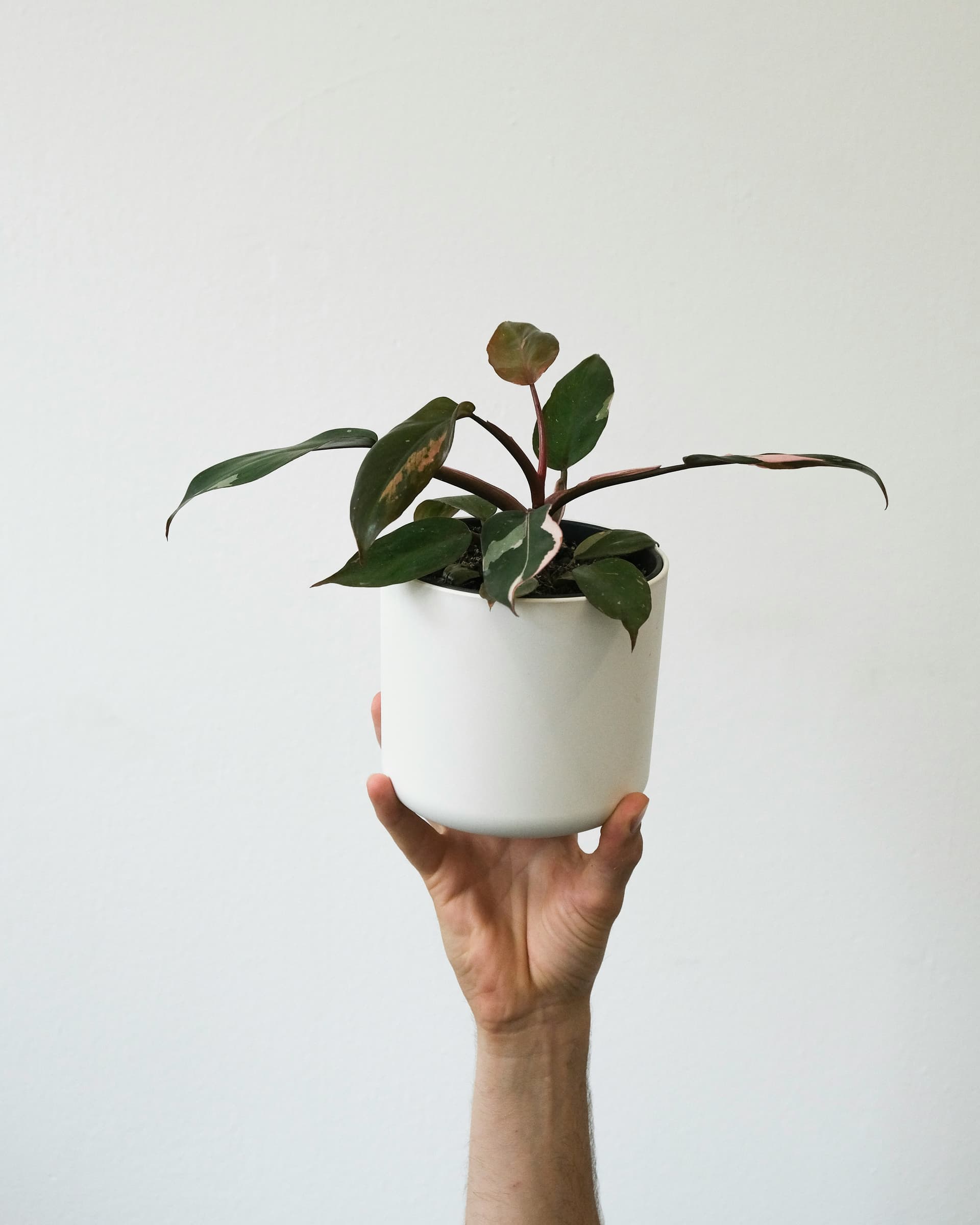 Filodendron 'Pink Princess' (Philodendron erubescens 'Pink Princess') — Rośliny zielone najwyższej jakości od Verdory, zdjęcie 1