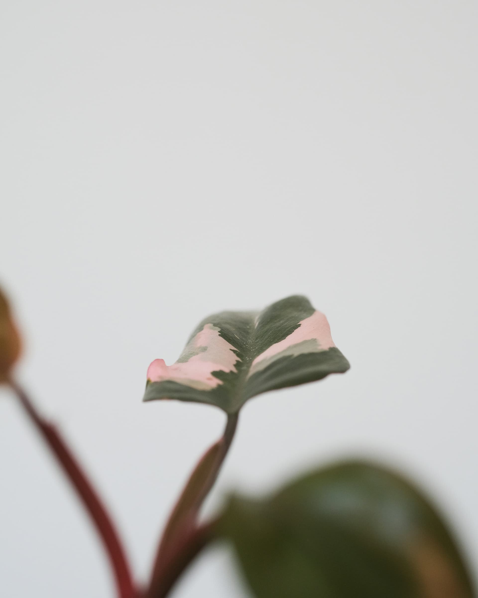 Filodendron 'Pink Princess' (Philodendron erubescens 'Pink Princess') — Rośliny zielone najwyższej jakości od Verdory, zdjęcie 2