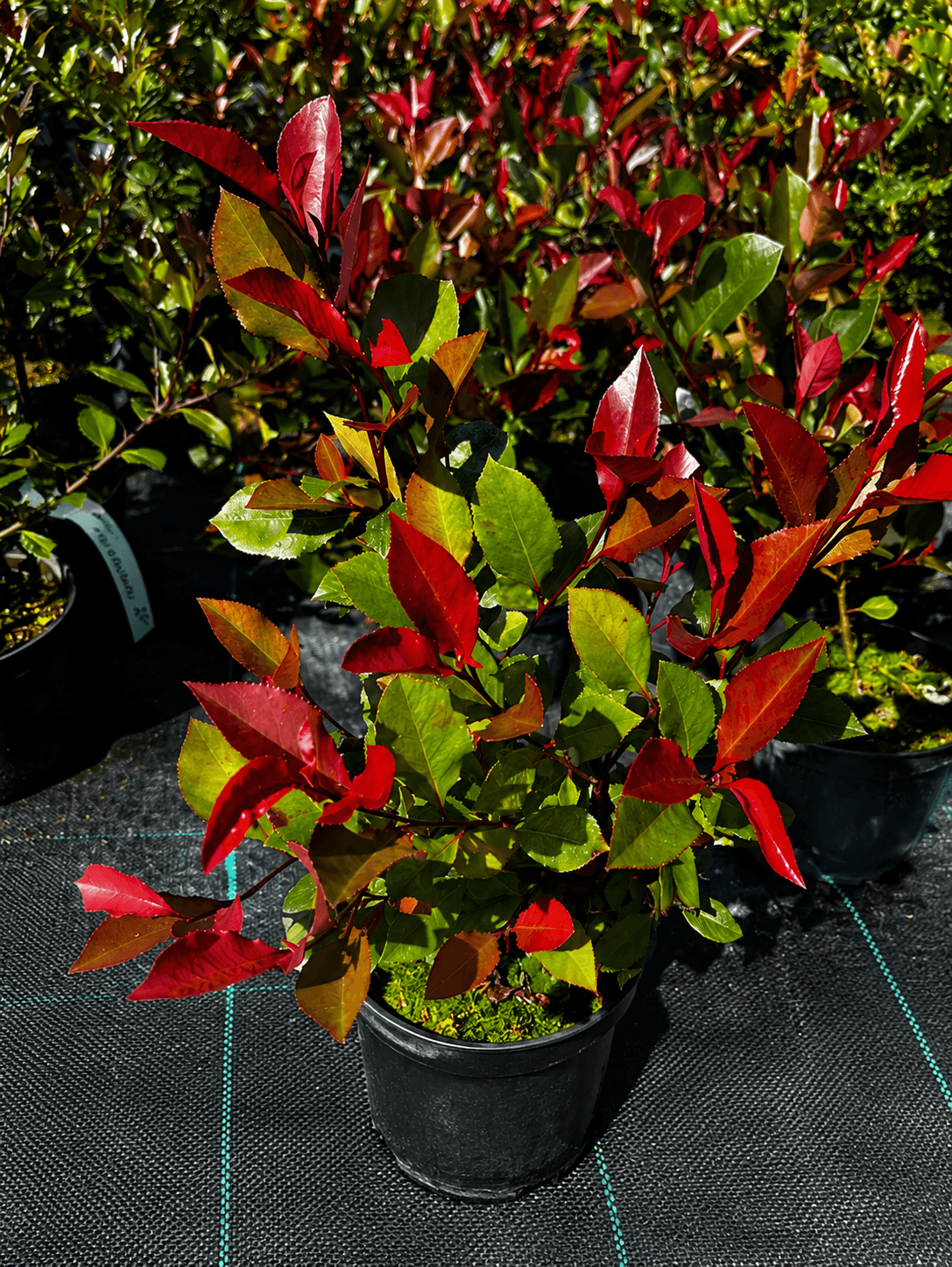 Głogownik Frasera 'Little Red Robin' (Photinia ×fraseri 'Little Red Robin') — Krzewy ozdobne najwyższej jakości od Verdory, zdjęcie 1