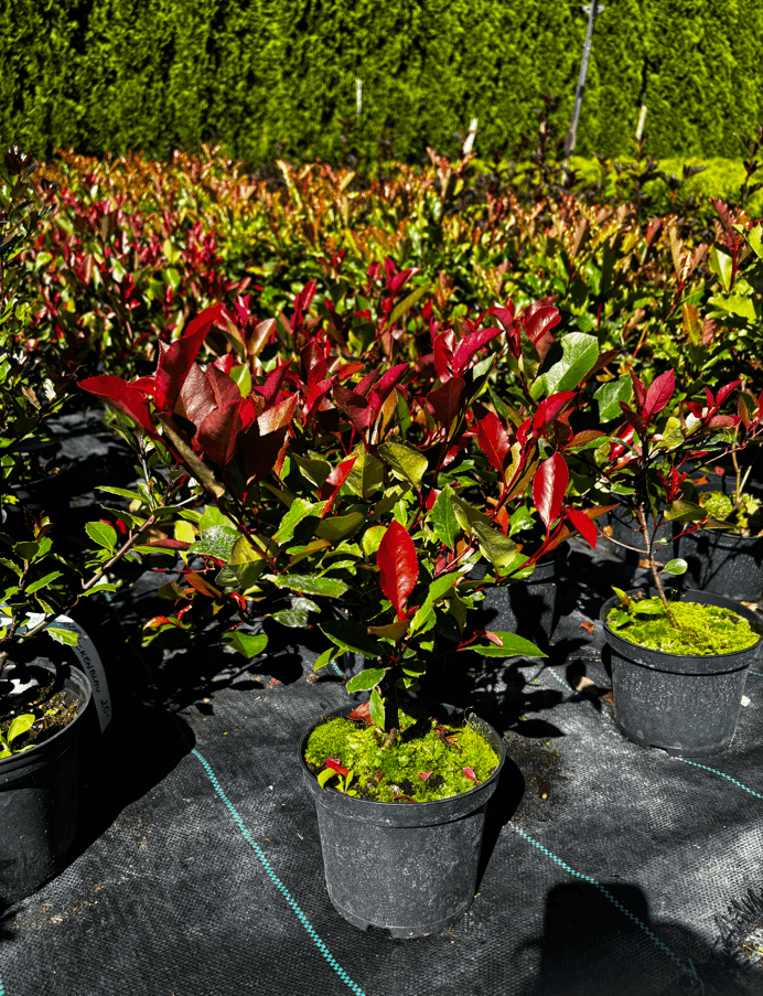 Głogownik Frasera 'Little Red Robin' (Photinia ×fraseri 'Little Red Robin') — Krzewy ozdobne najwyższej jakości od Verdory, zdjęcie 2