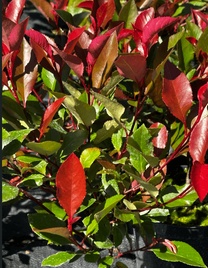 Głogownik Frasera 'Little Red Robin' (Photinia ×fraseri 'Little Red Robin') — Krzewy ozdobne najwyższej jakości od Verdory, zdjęcie 4