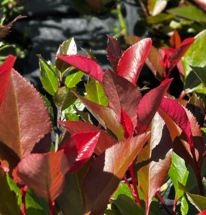 Głogownik Frasera 'Little Red Robin' (Photinia ×fraseri 'Little Red Robin') — Krzewy ozdobne najwyższej jakości od Verdory, zdjęcie 3