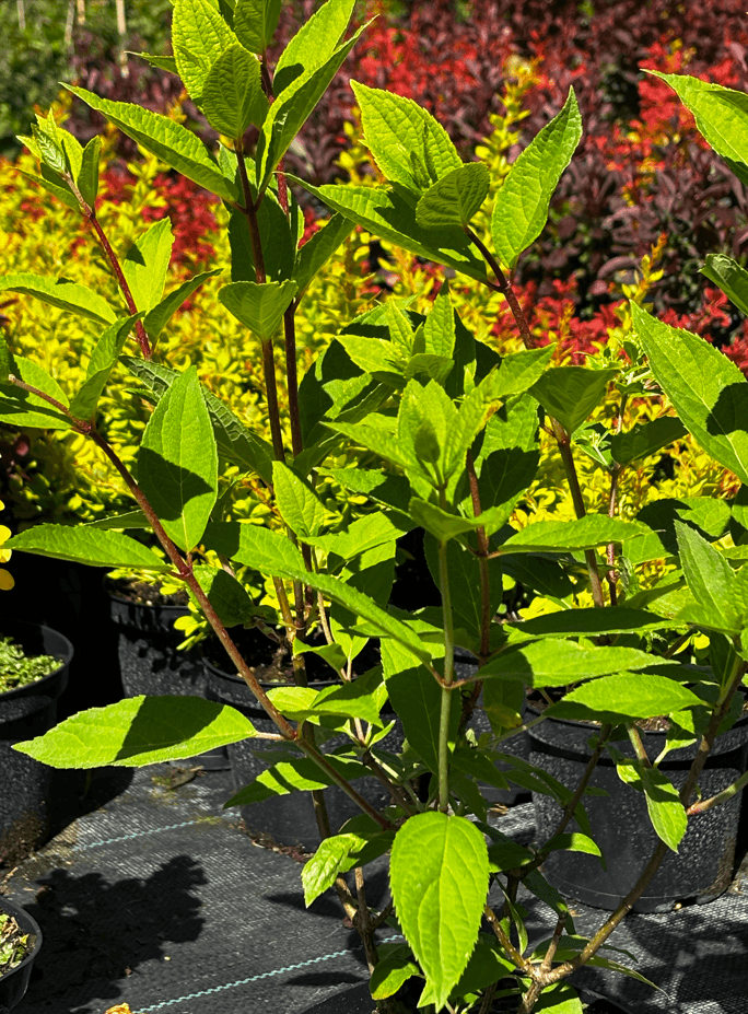 Hortensja bukietowa 'Magical Sweet Summer' (Hydrangea paniculata 'Bokrathirteen' (Magical Sweet Summer, PBR)) — Hortensje najwyższej jakości od Verdory, zdjęcie 3