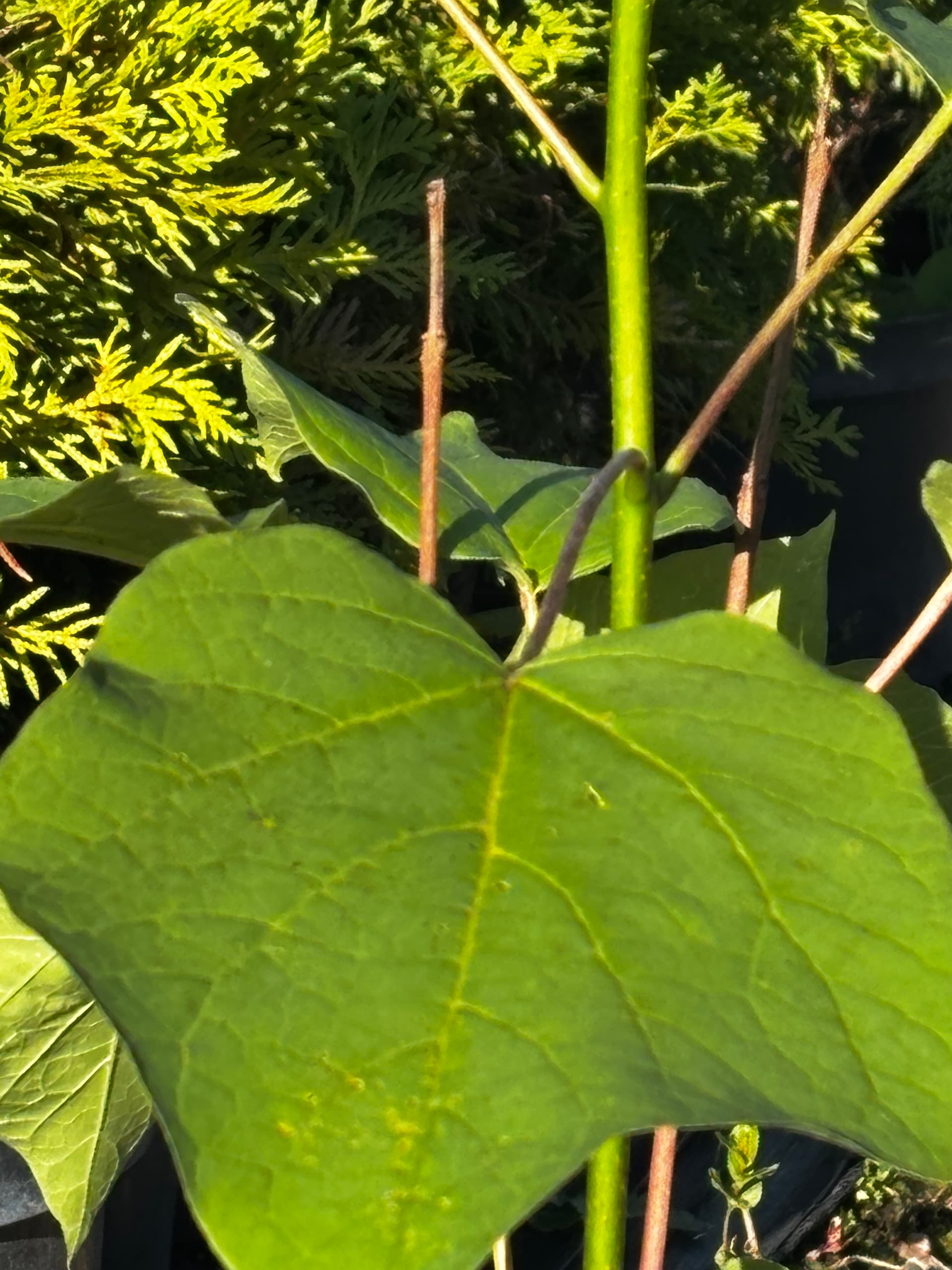 Katalpa (surmia) 'Purpurea' – czerwonolistna (Catalpa × erubescens 'Purpurea') — Drzewa Ozdobne najwyższej jakości od Verdory, zdjęcie 2