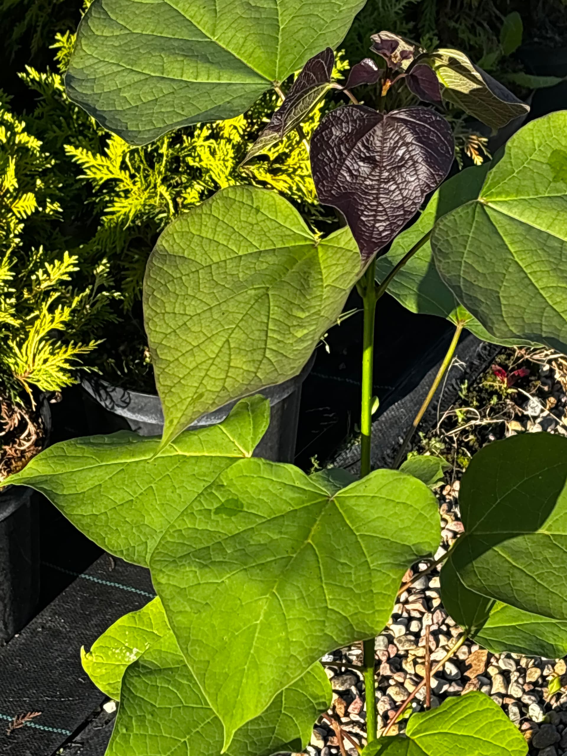 Katalpa (surmia) 'Purpurea' – czerwonolistna (Catalpa × erubescens 'Purpurea') — Drzewa Ozdobne najwyższej jakości od Verdory, zdjęcie 3