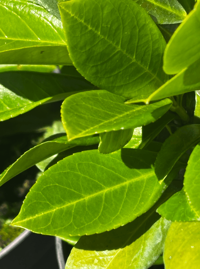 Laurowiśnia wschodnia 'Antonius'