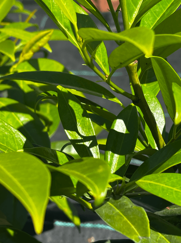 Laurowiśnia wschodnia 'Herbergii' (Prunus laurocerasus 'Herbergii') — Żywopłoty najwyższej jakości od Verdory, zdjęcie 5