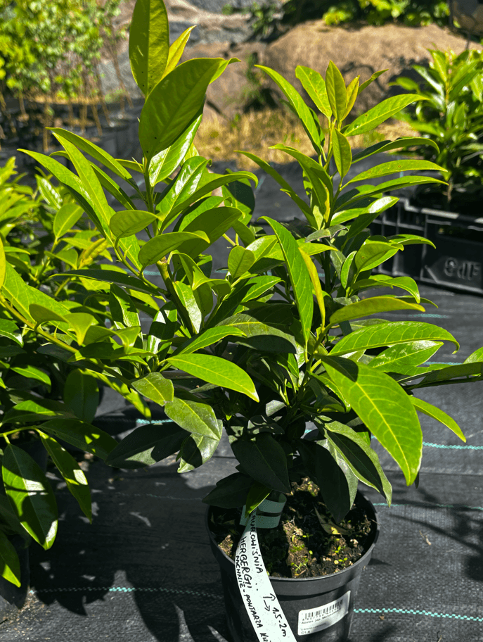 Laurowiśnia wschodnia 'Herbergii' (Prunus laurocerasus 'Herbergii') — Żywopłoty najwyższej jakości od Verdory, zdjęcie 3