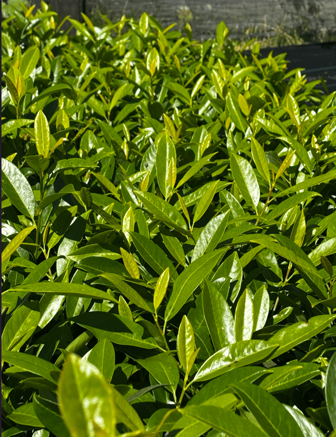 Laurowiśnia wschodnia 'Herbergii'