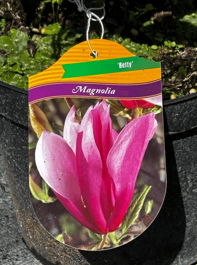 Magnolia 'Betty' (Magnolia 'Betty'') — Magnolie najwyższej jakości od Verdory, zdjęcie 2