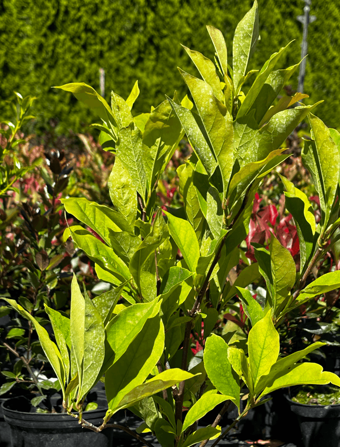 Magnolia 'Betty' (Magnolia 'Betty'') — Magnolie najwyższej jakości od Verdory, zdjęcie 1