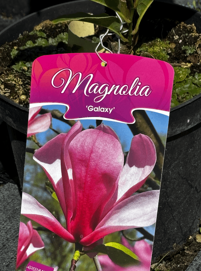 Magnolia 'Galaxy' (Magnolia 'Galaxy') — Magnolie najwyższej jakości od Verdory, zdjęcie 4