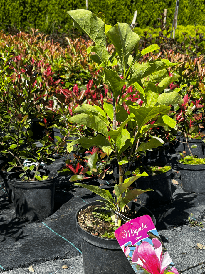 Magnolia 'Galaxy' (Magnolia 'Galaxy') — Magnolie najwyższej jakości od Verdory, zdjęcie 1