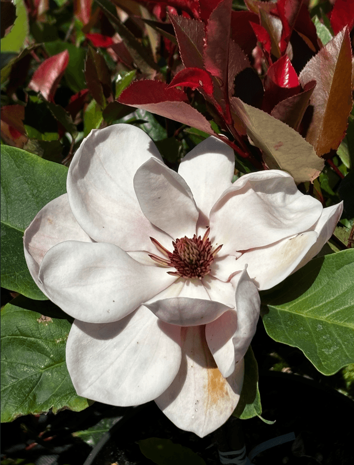 Magnolia 'Watermelon'