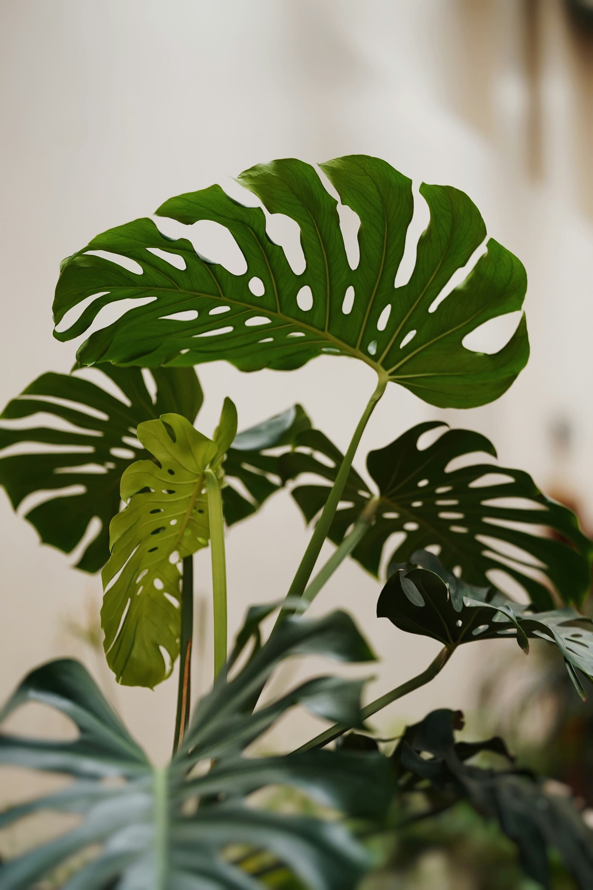 Monstera dziurawa (Monstera deliciosa) — Rośliny zielone najwyższej jakości od Verdory, zdjęcie 4