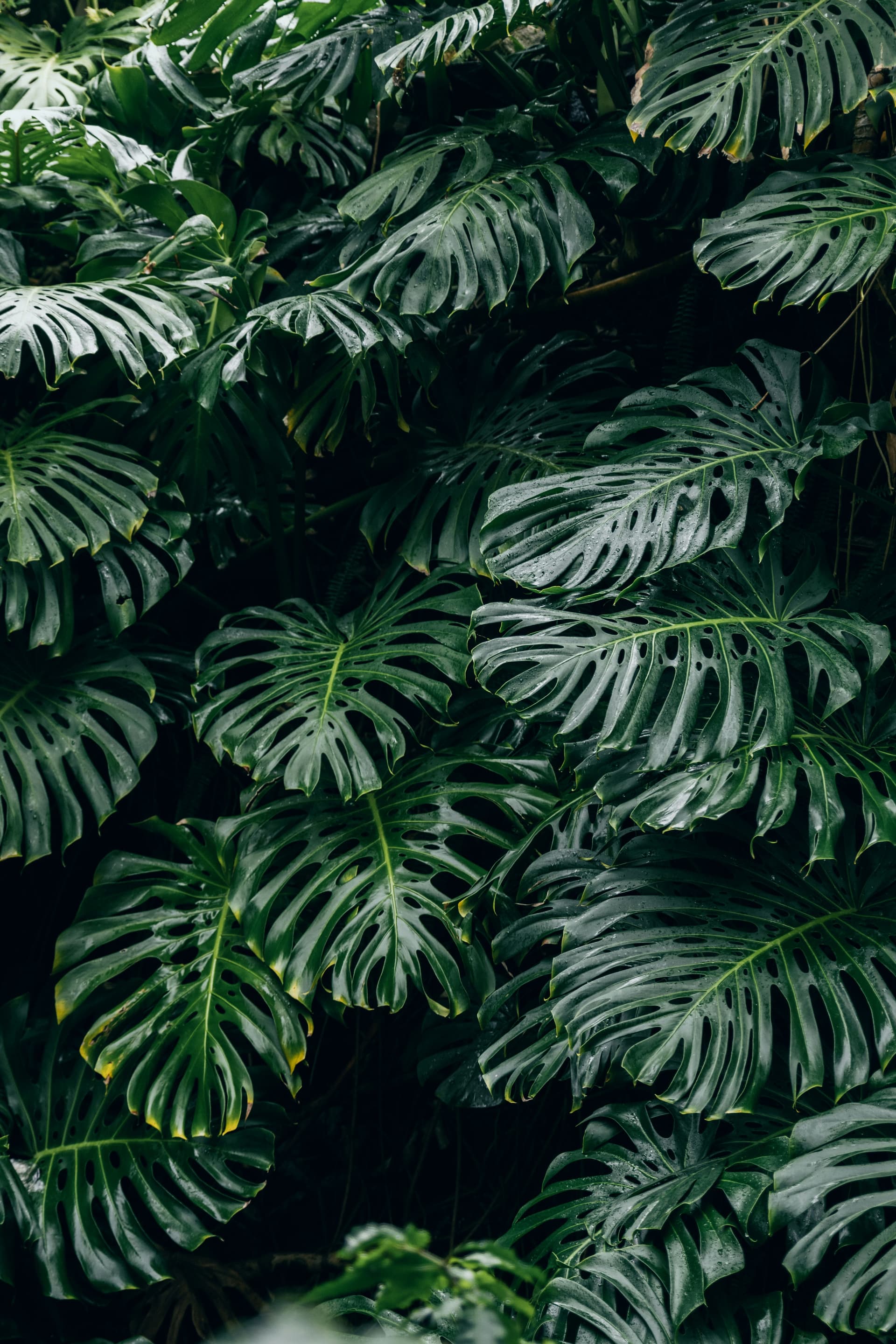 Monstera dziurawa (Monstera deliciosa) — Rośliny zielone najwyższej jakości od Verdory, zdjęcie 5