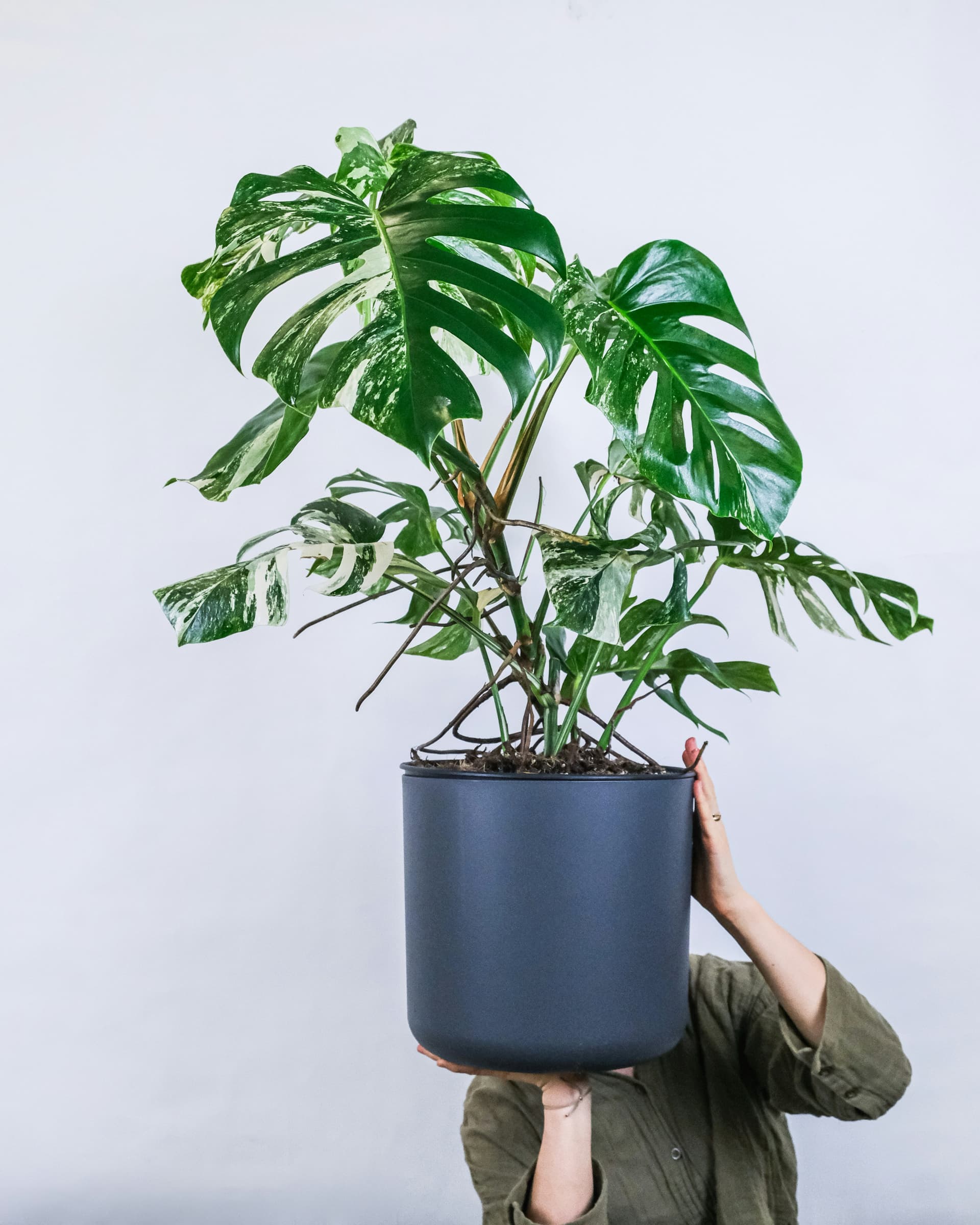 Monstera dziurawa (Monstera deliciosa) — Rośliny zielone najwyższej jakości od Verdory, zdjęcie 1