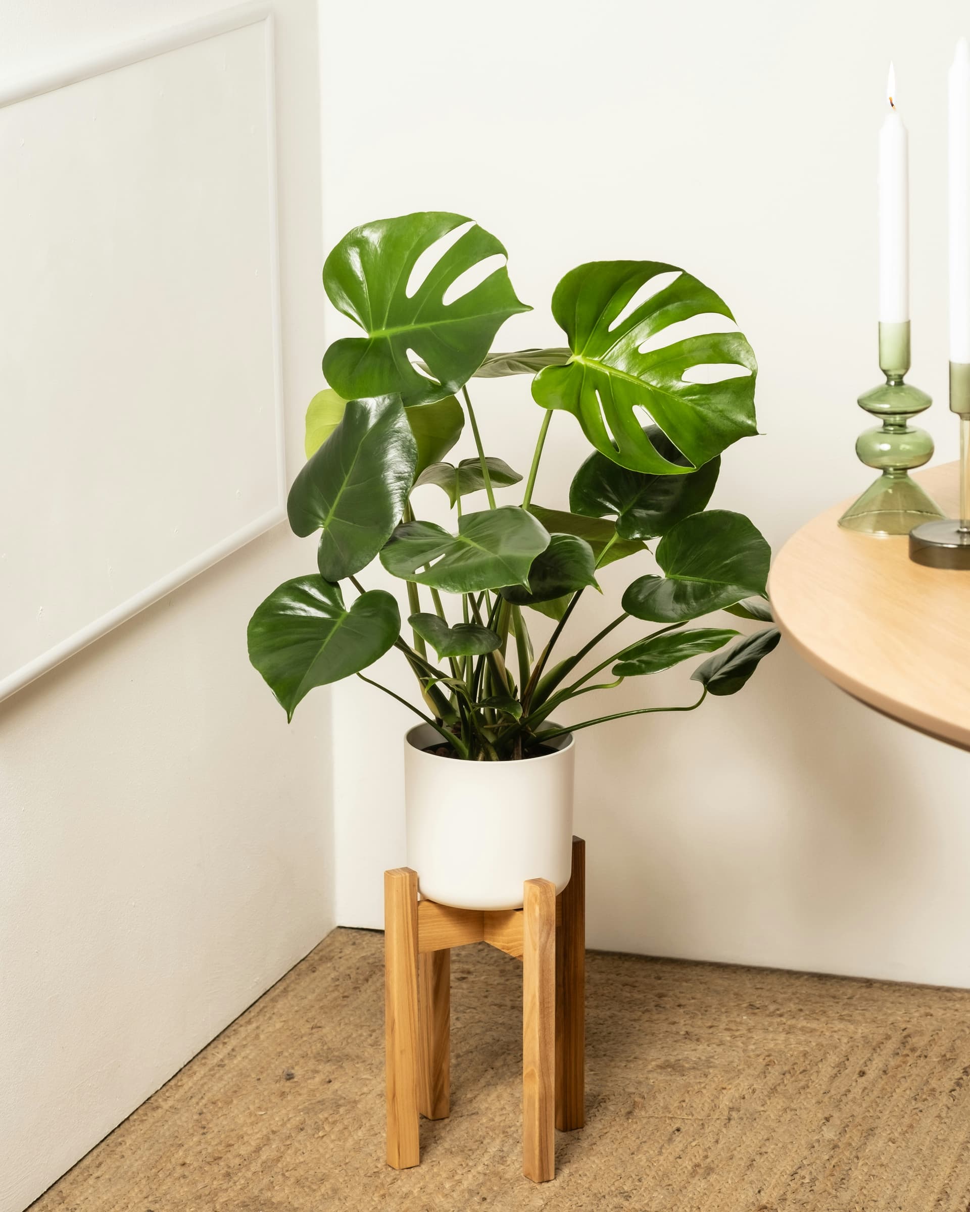 Monstera dziurawa (Monstera deliciosa) — Rośliny zielone najwyższej jakości od Verdory, zdjęcie 2