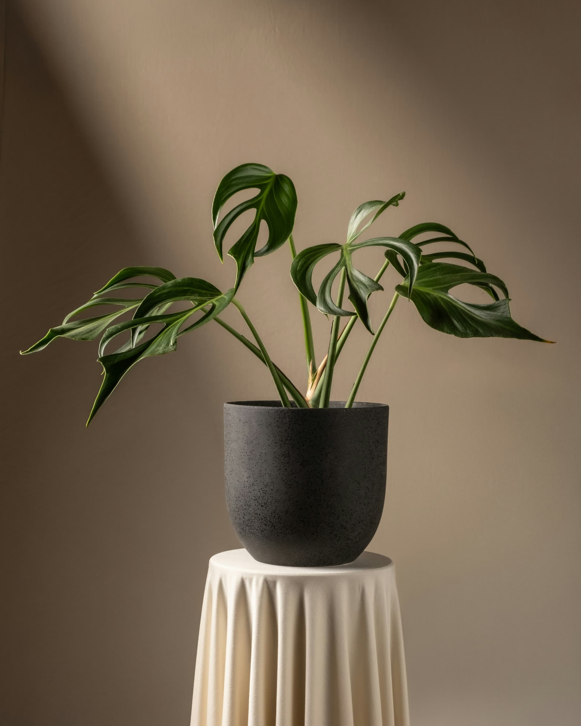 Monstera dziurawa (Monstera deliciosa) — Rośliny zielone najwyższej jakości od Verdory, zdjęcie 3