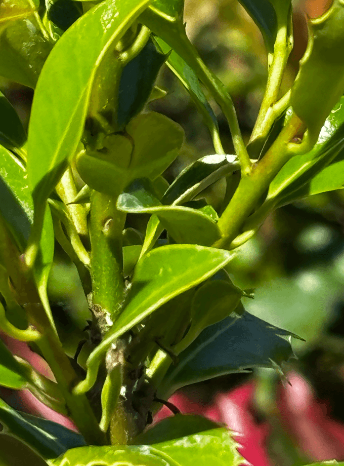 Ostrokrzew kolczasty 'Alaska' (Ilex aquifolium 'Alaska') — Żywopłoty najwyższej jakości od Verdory, zdjęcie 3