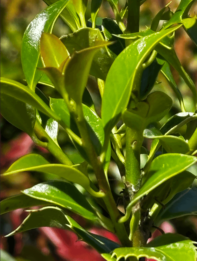 Ostrokrzew kolczasty 'Alaska' (Ilex aquifolium 'Alaska') — Żywopłoty najwyższej jakości od Verdory, zdjęcie 4