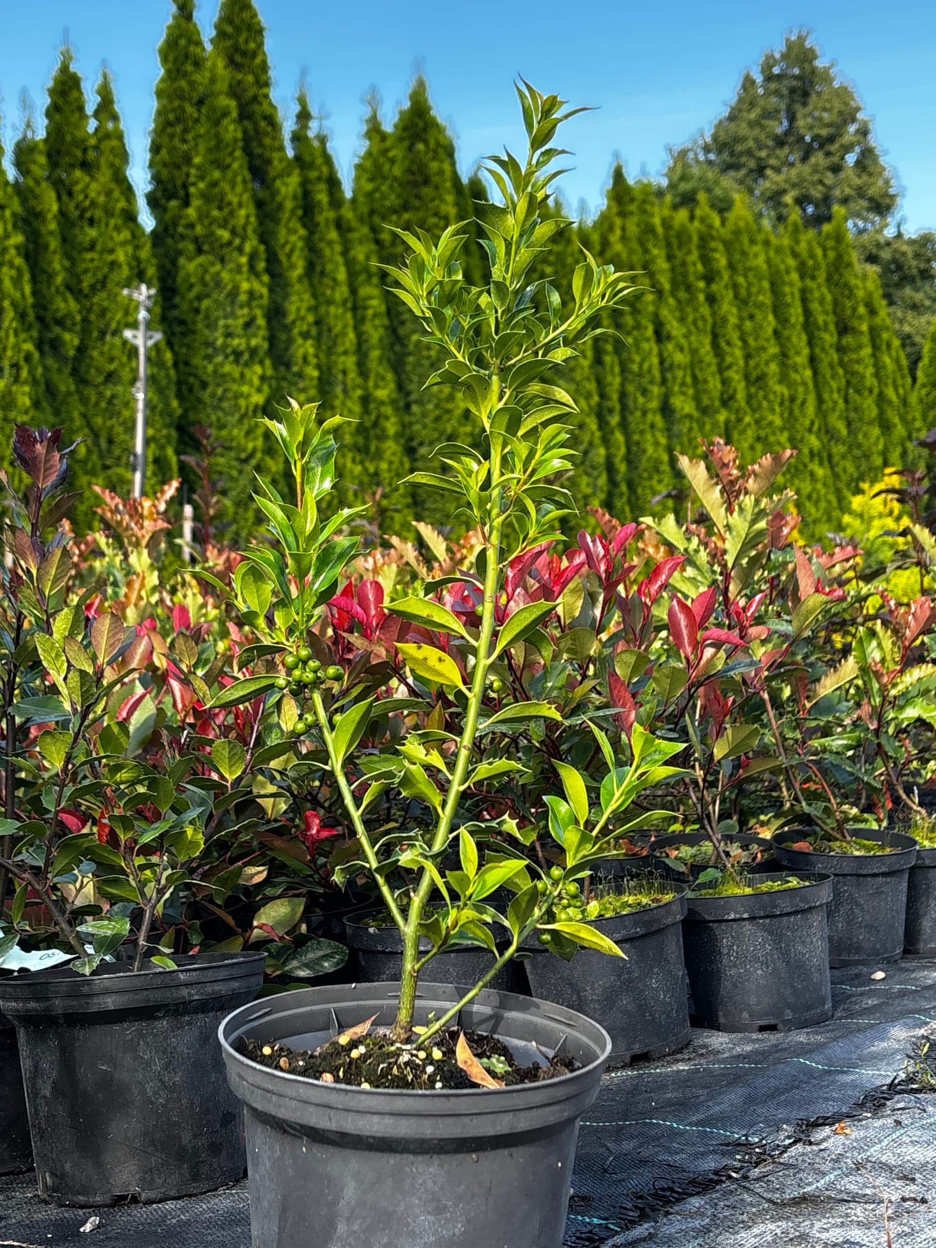 Ostrokrzew kolczasty 'Alaska' (Ilex aquifolium 'Alaska') — Żywopłoty najwyższej jakości od Verdory, zdjęcie 1