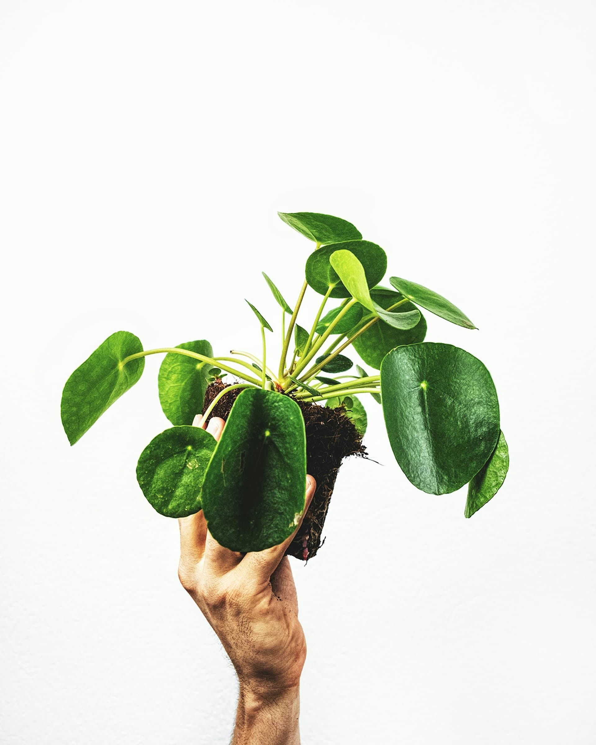 Pilea peperomiowata (Pilea peperomioides) — Rośliny zielone najwyższej jakości od Verdory, zdjęcie 2