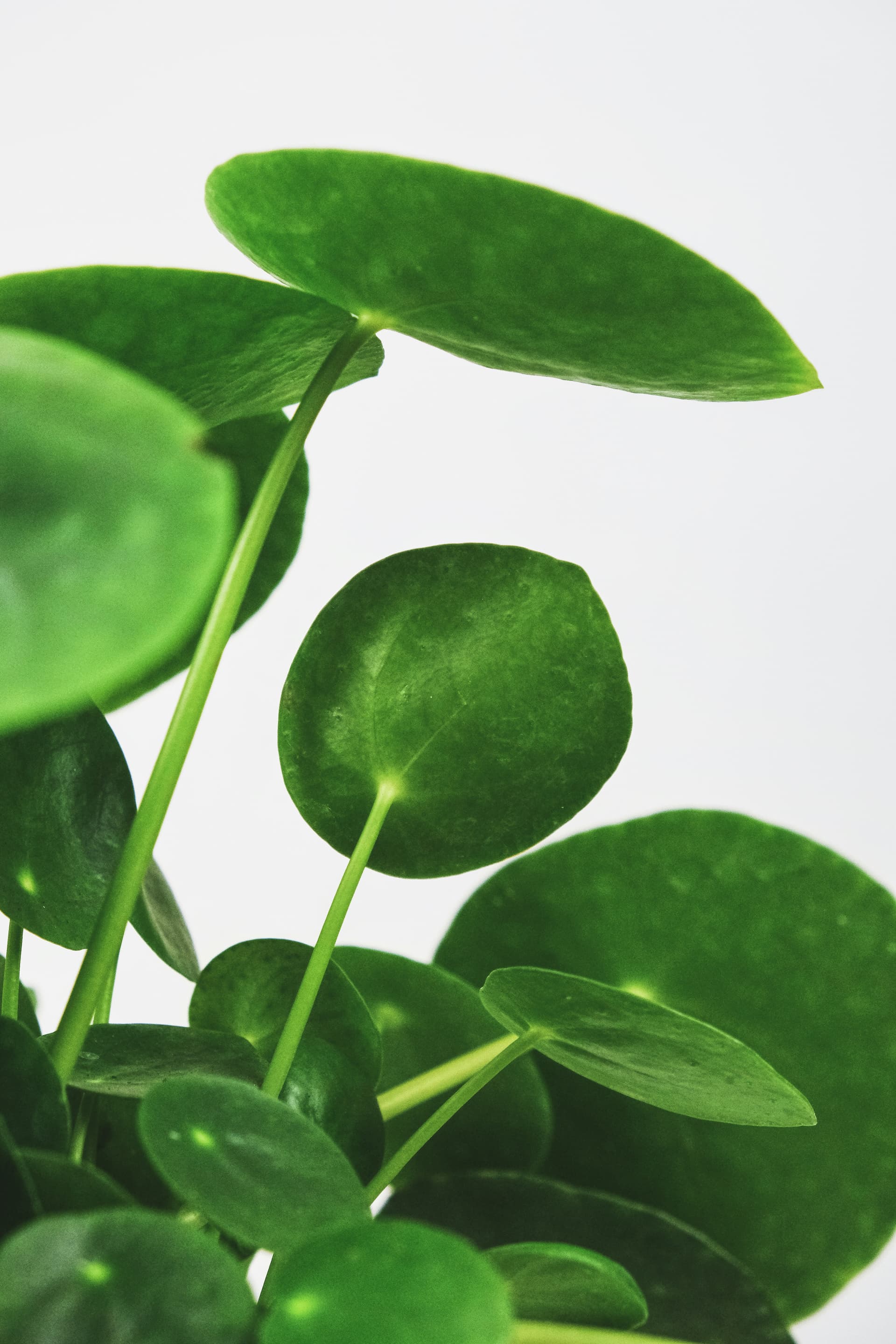 Pilea peperomiowata (Pilea peperomioides) — Rośliny zielone najwyższej jakości od Verdory, zdjęcie 3