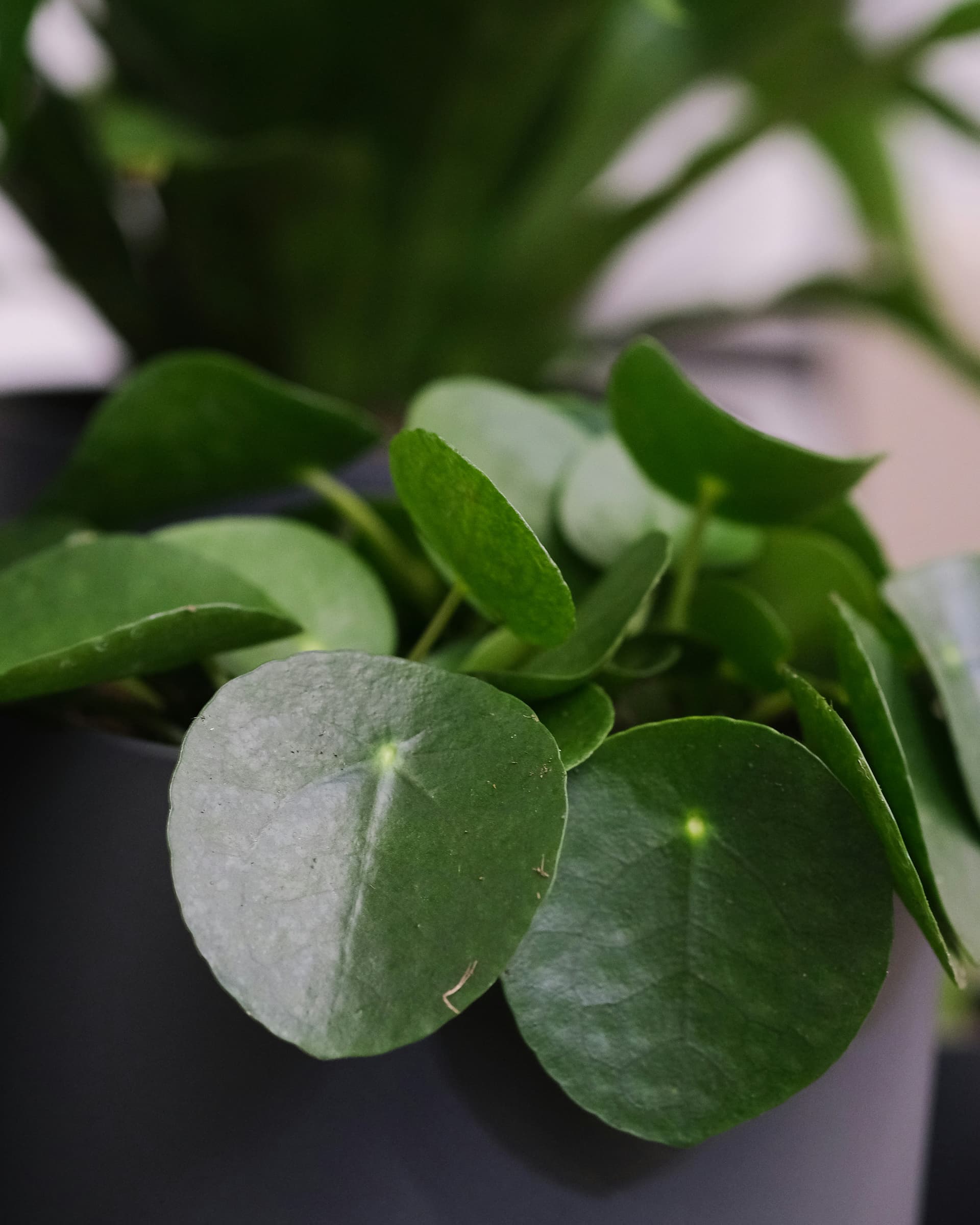 Pilea peperomiowata (Pilea peperomioides) — Rośliny zielone najwyższej jakości od Verdory, zdjęcie 4