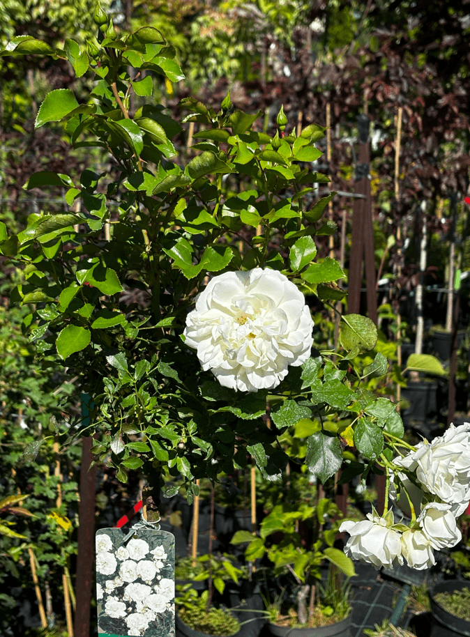 Róża biała na pniu (Rosa (forma pienna)) — Solitery najwyższej jakości od Verdory, zdjęcie 4